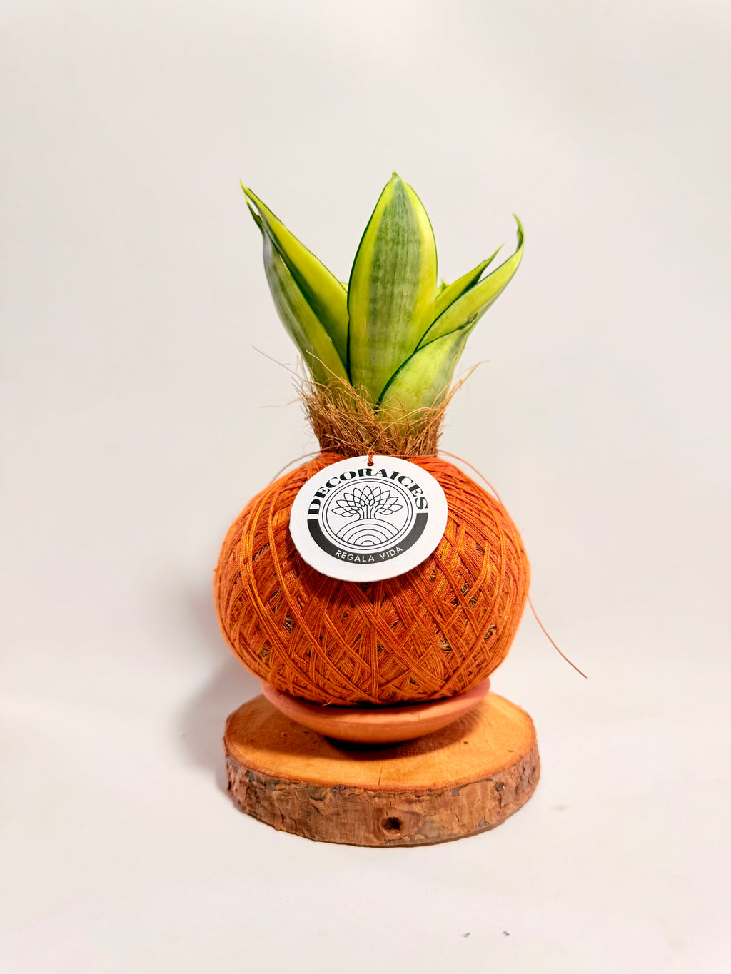 Kokedama Sansevieria Golden Hahnii