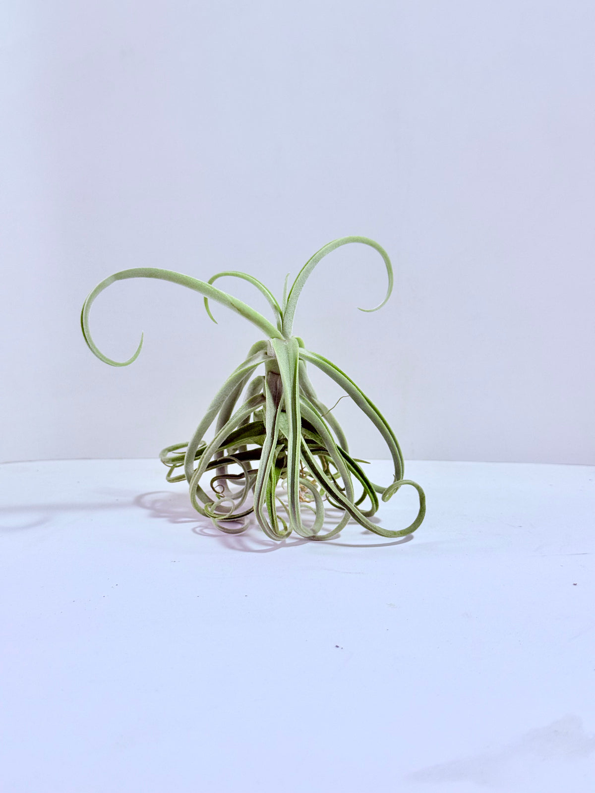 Tillandsia Duratii S