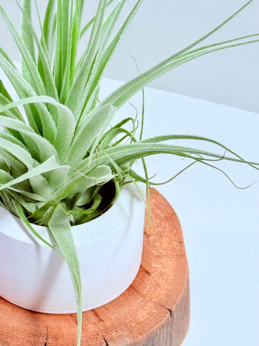 Tillandsia gardneri