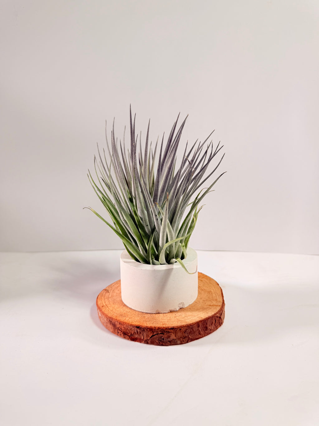 Tillandsia  Plagiotropica purple+ matera