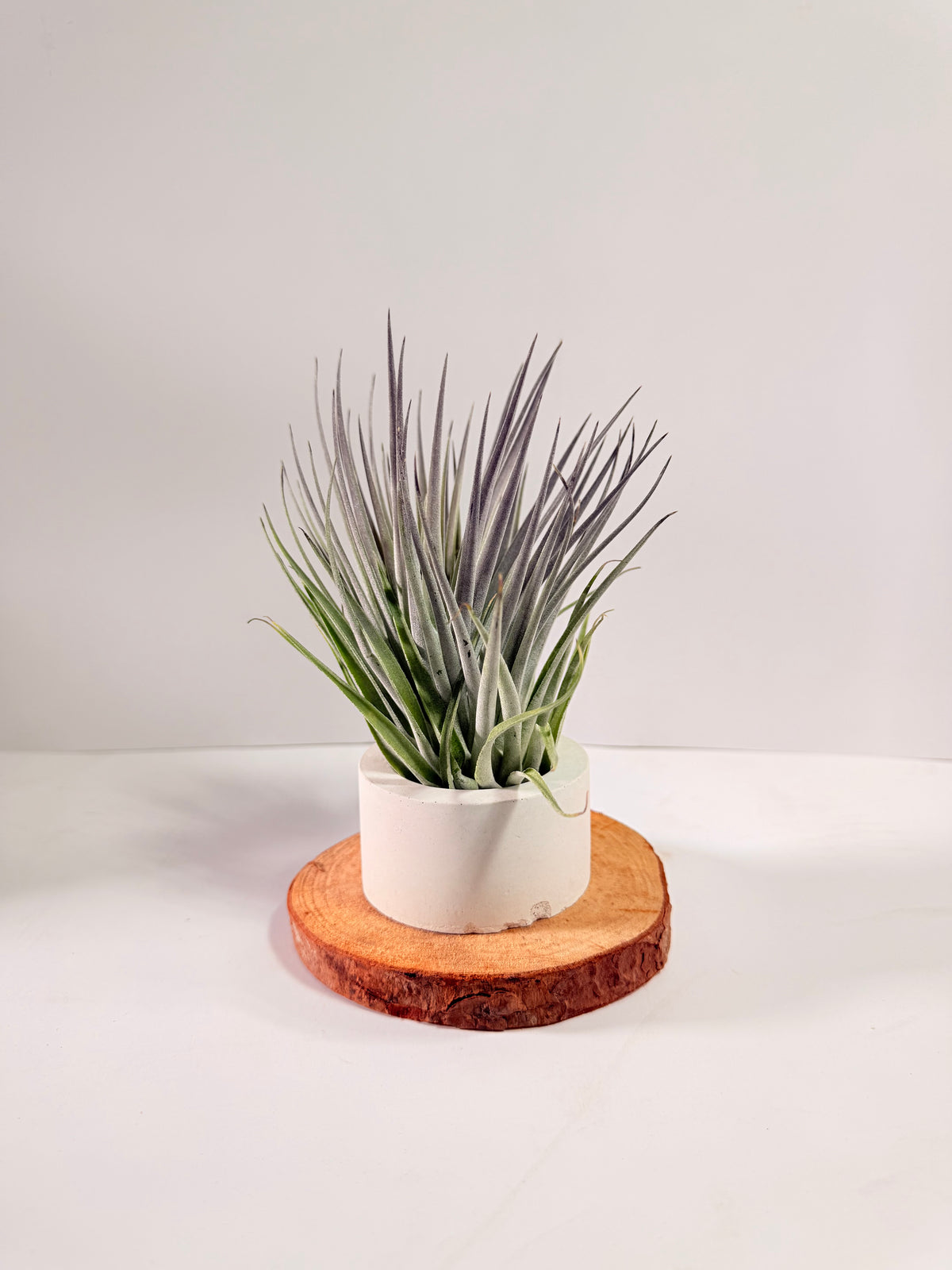 Tillandsia  Plagiotropica purple+ matera