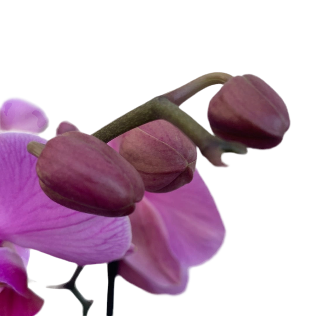 Orquídea Premium Lila Multiflora