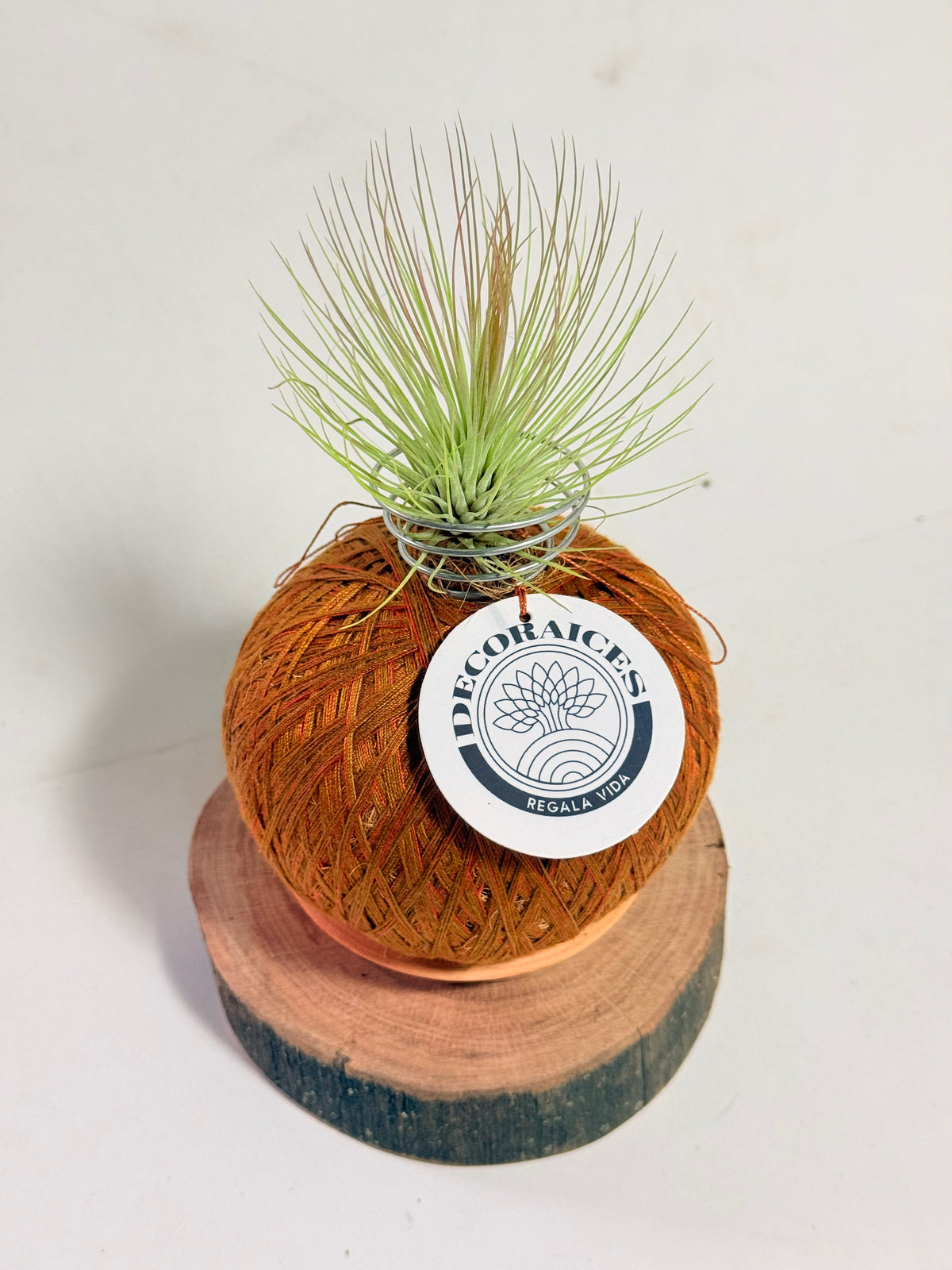 Till. Andreana mini + rodaja + kokedama espiral