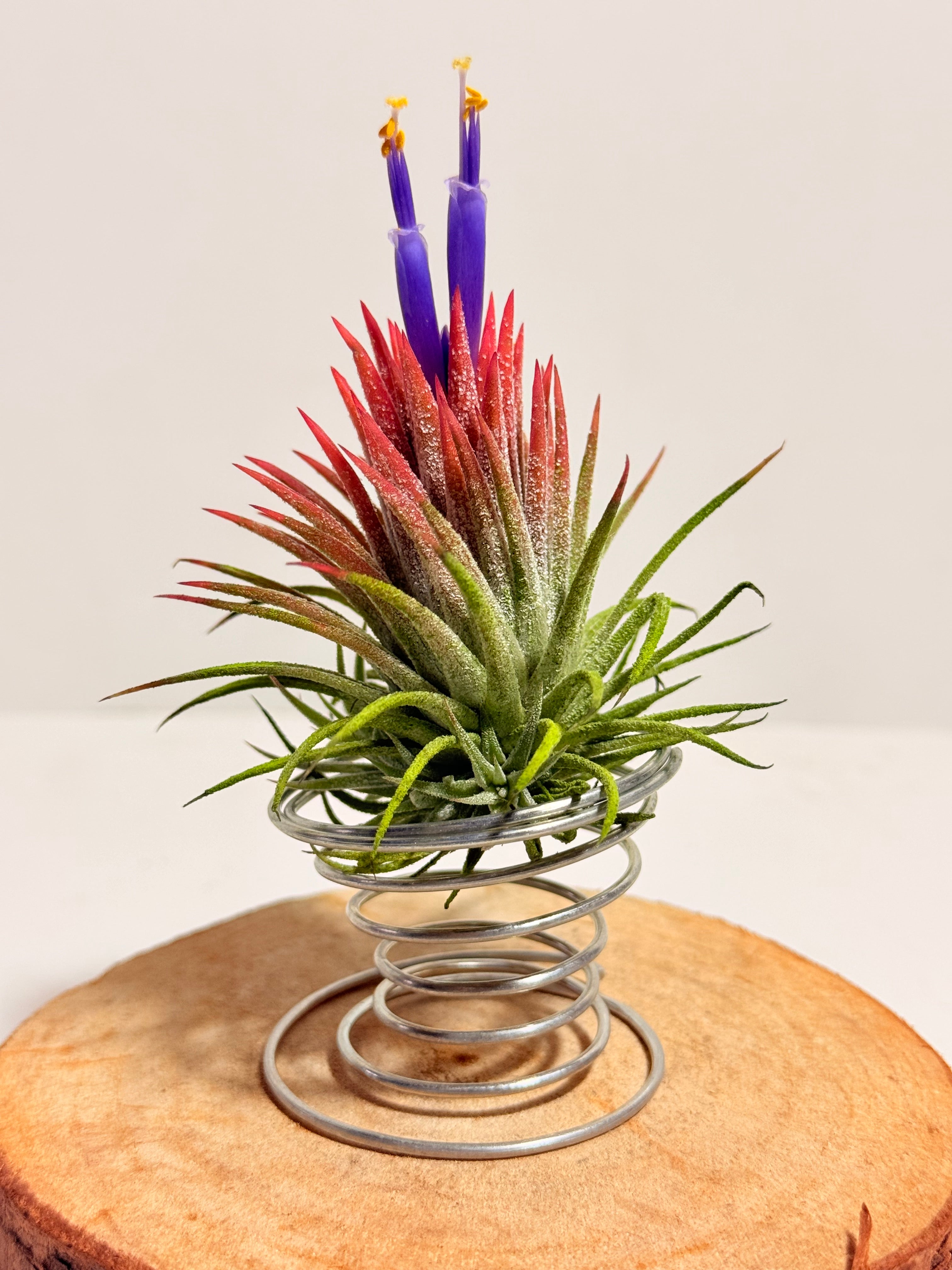 Till. Ionantha red + matera