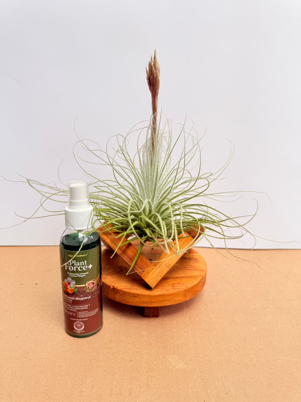 Kit Till. Tectorum + plant force + base madera teca