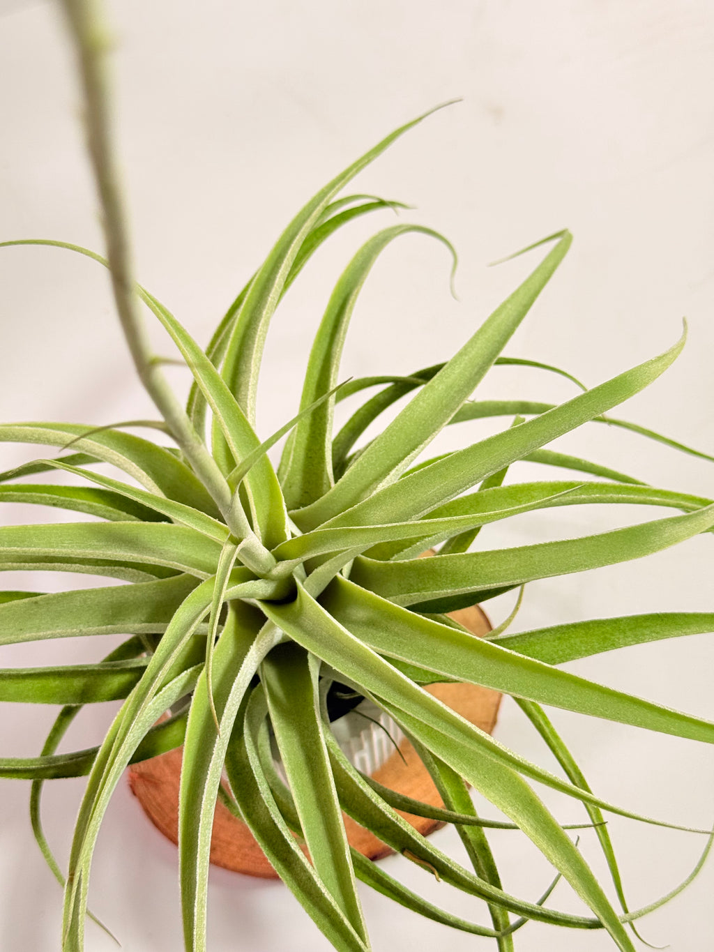 Tillandsia Cacticola regular form botón