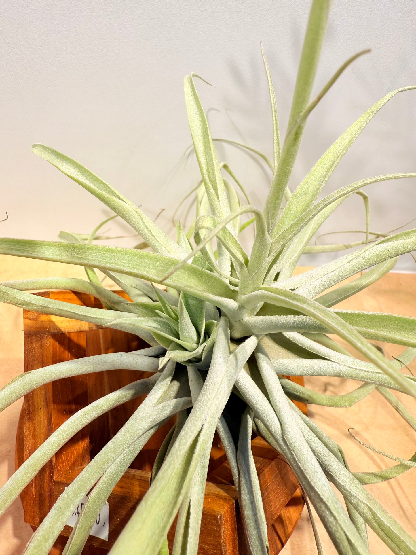 Cacticola thin leaf