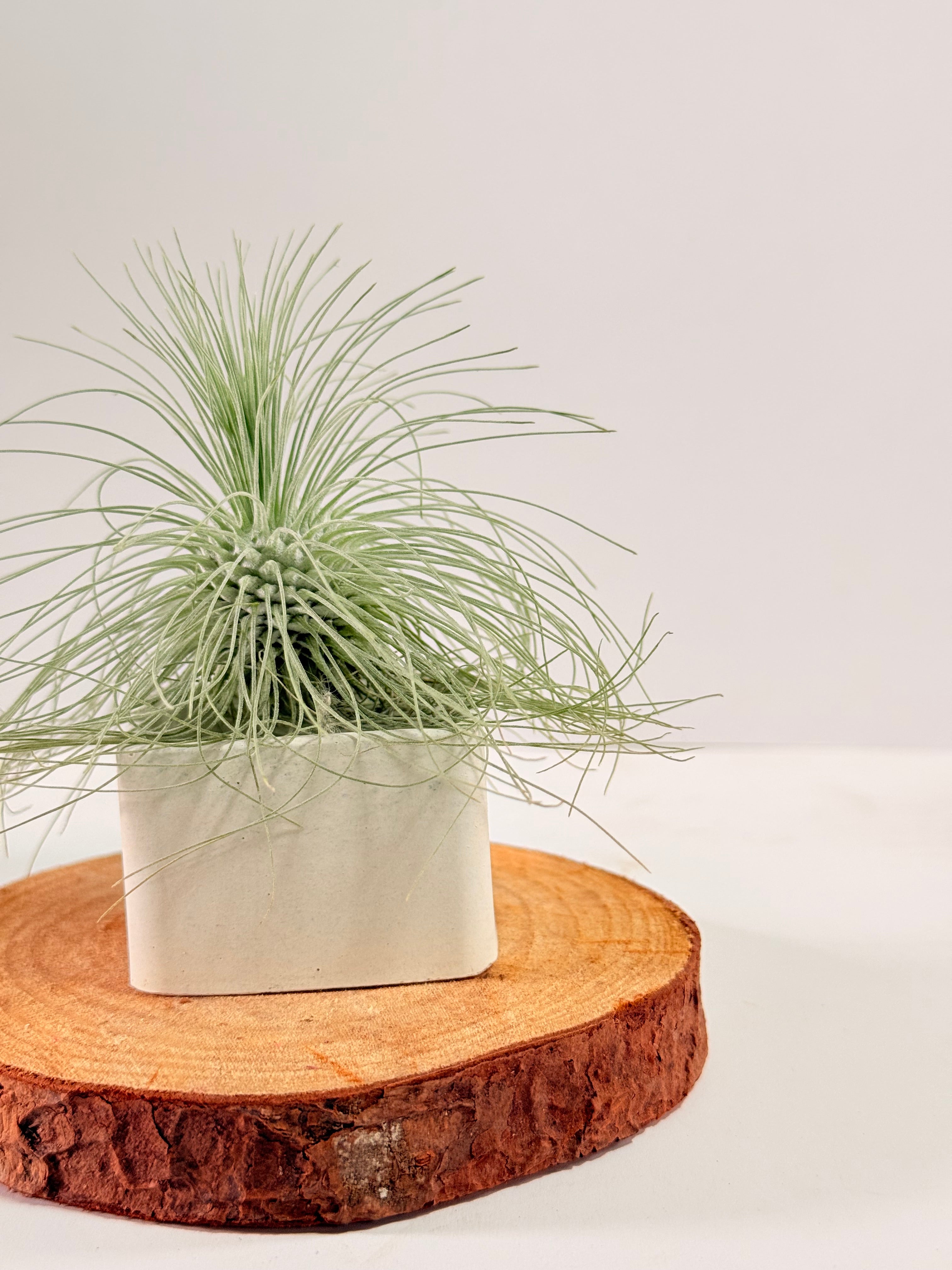 Tillandsia Fuchsii var. Gracilis