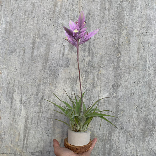 Till. Cacticola regular form