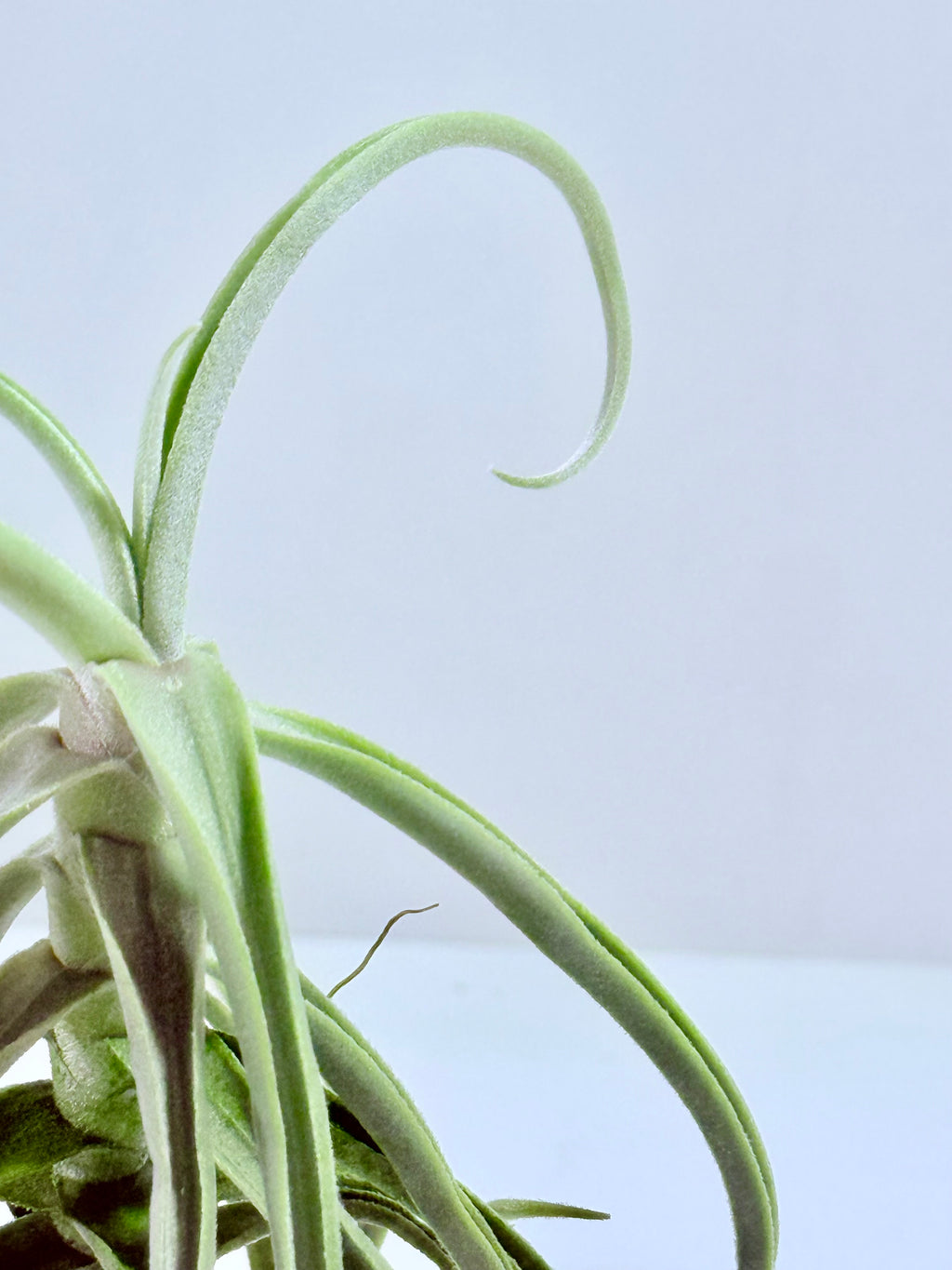 Tillandsia Duratii S