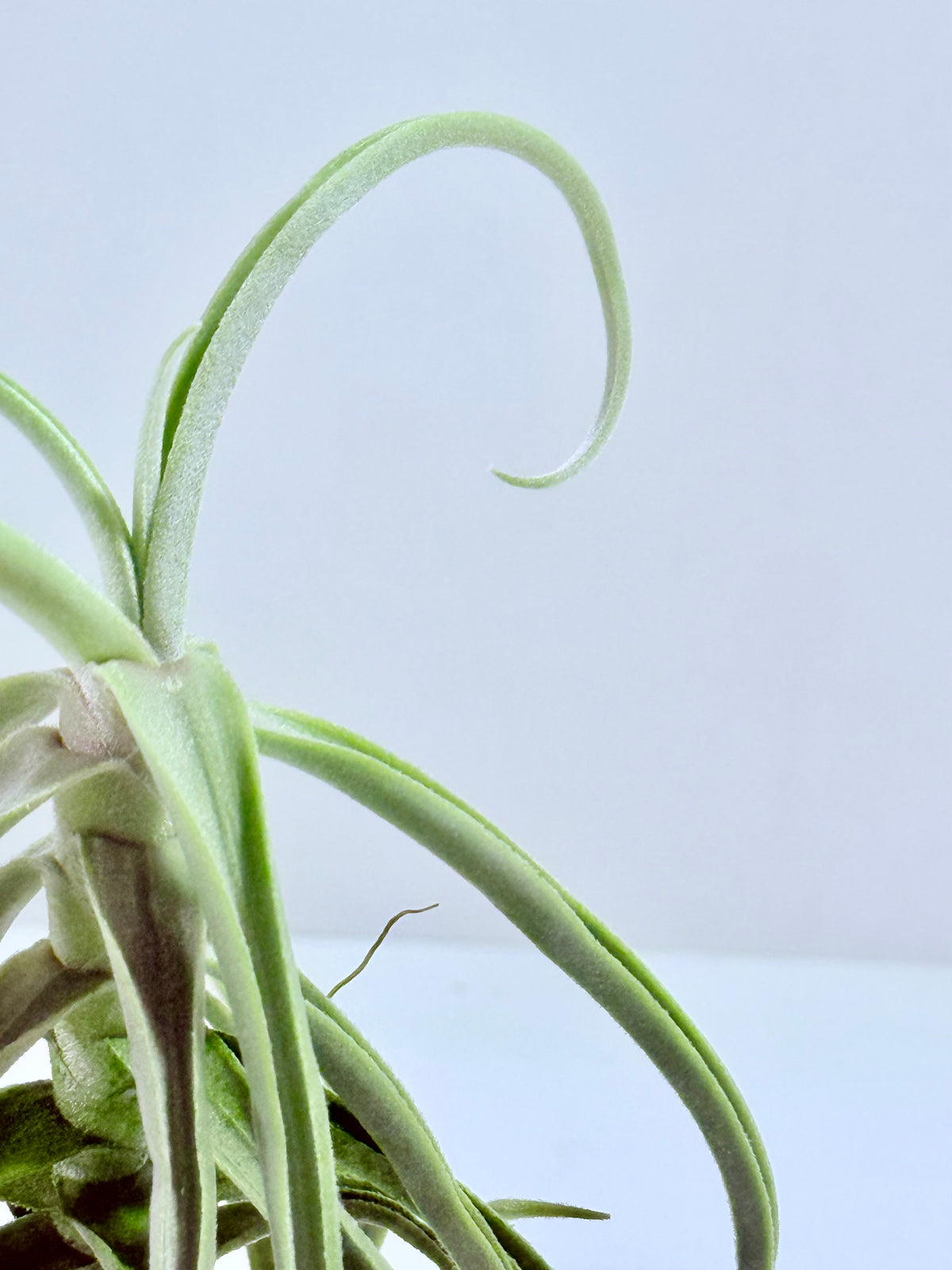 Tillandsia Duratii S