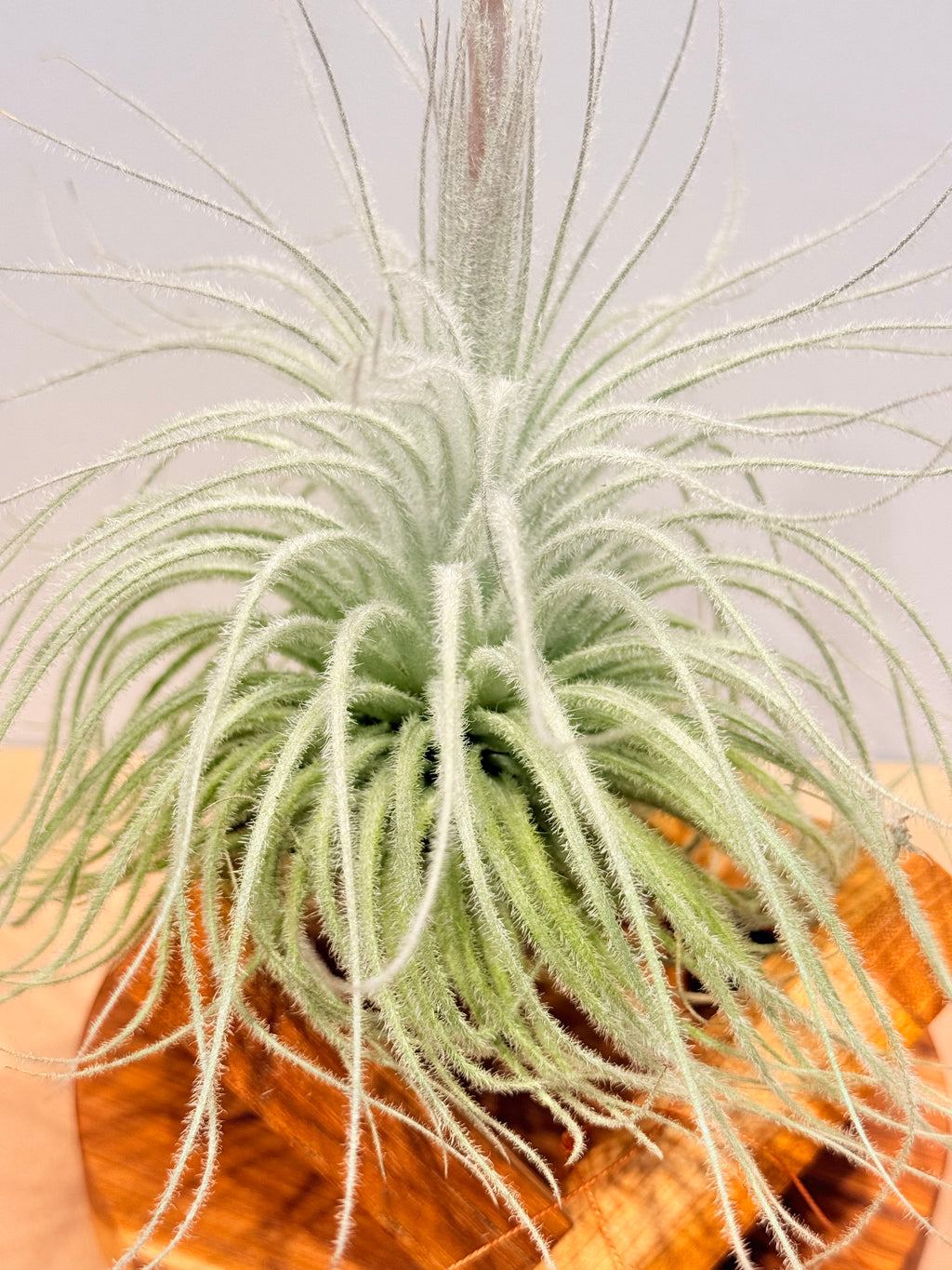 Till. Tectorum + base teca