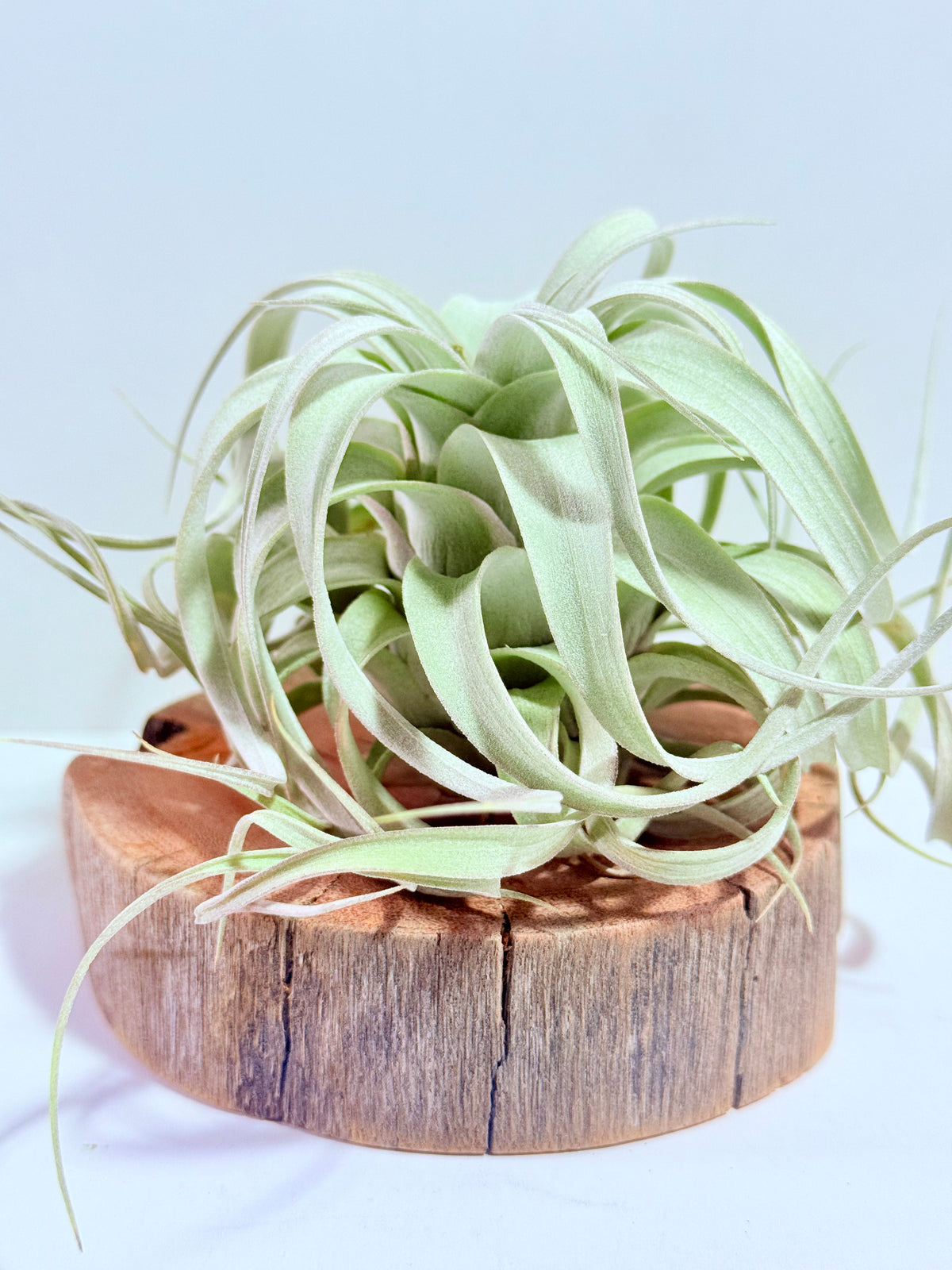 Till. Xerographica S + rodaja de madera