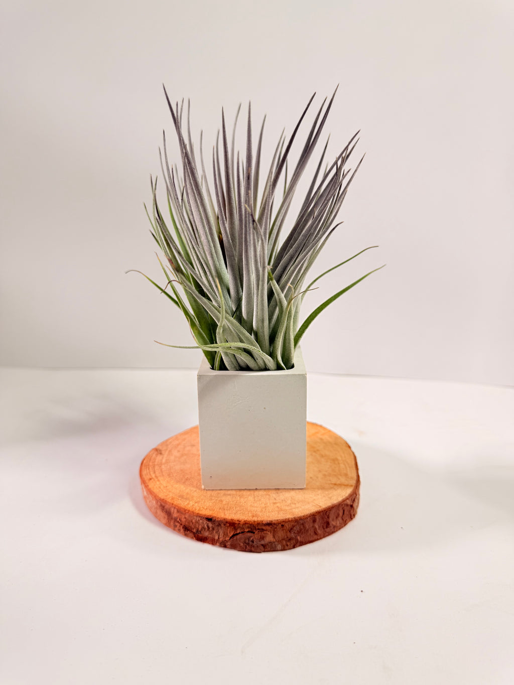 Tillandsia  Plagiotropica purple+ matera