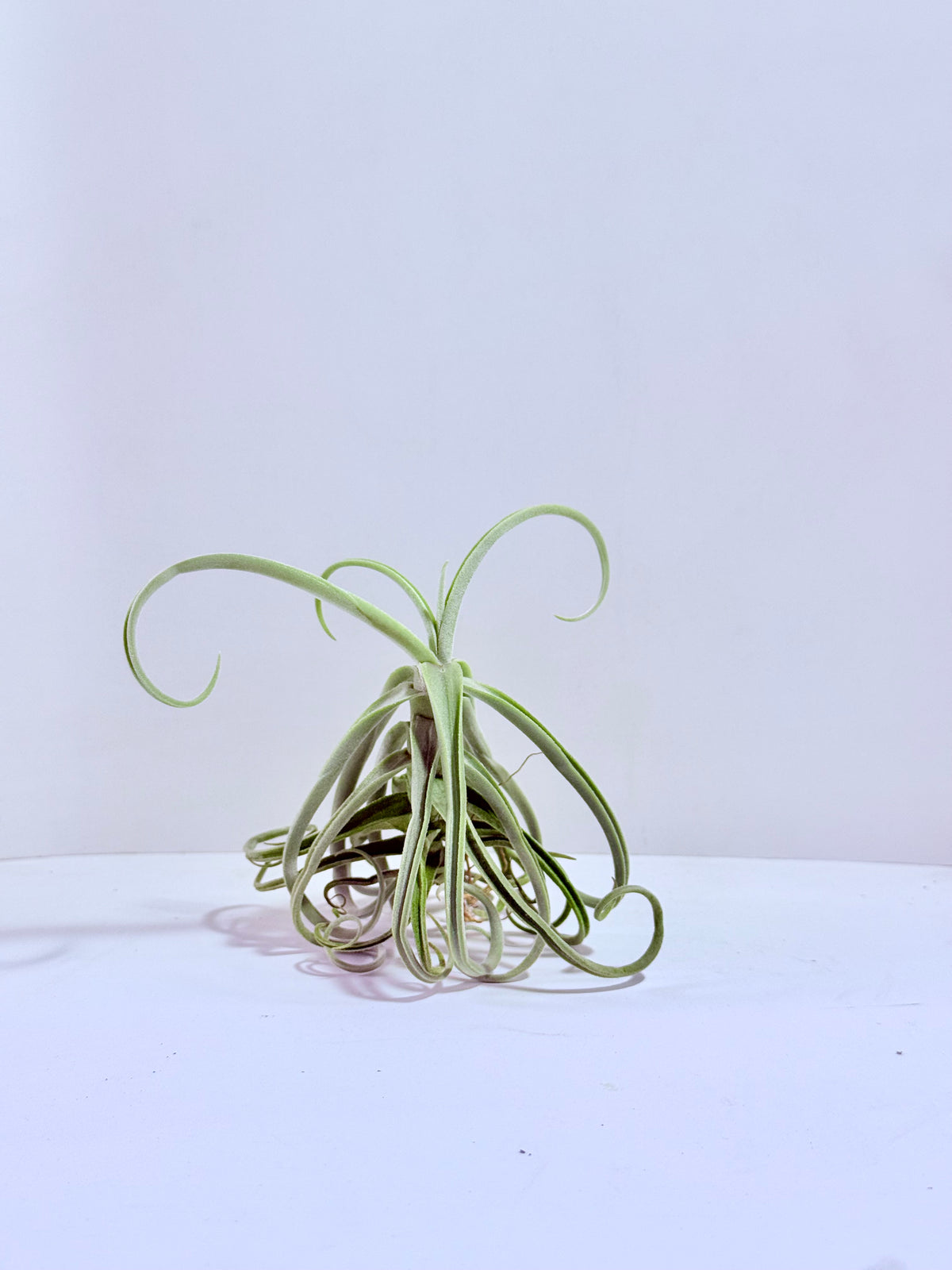 Tillandsia Duratii S