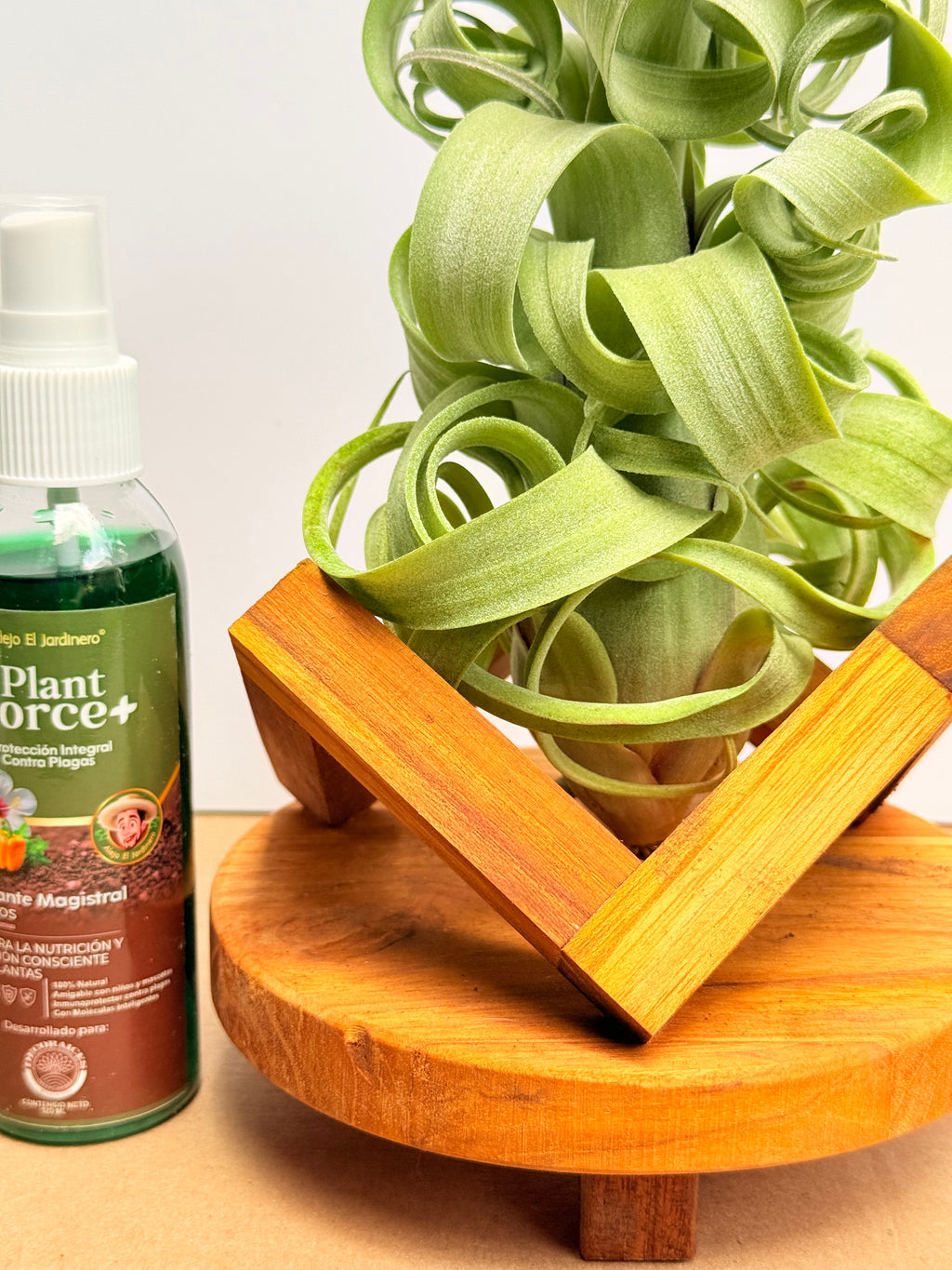 Kit Till. Curly slim M + plant force + base madera teca