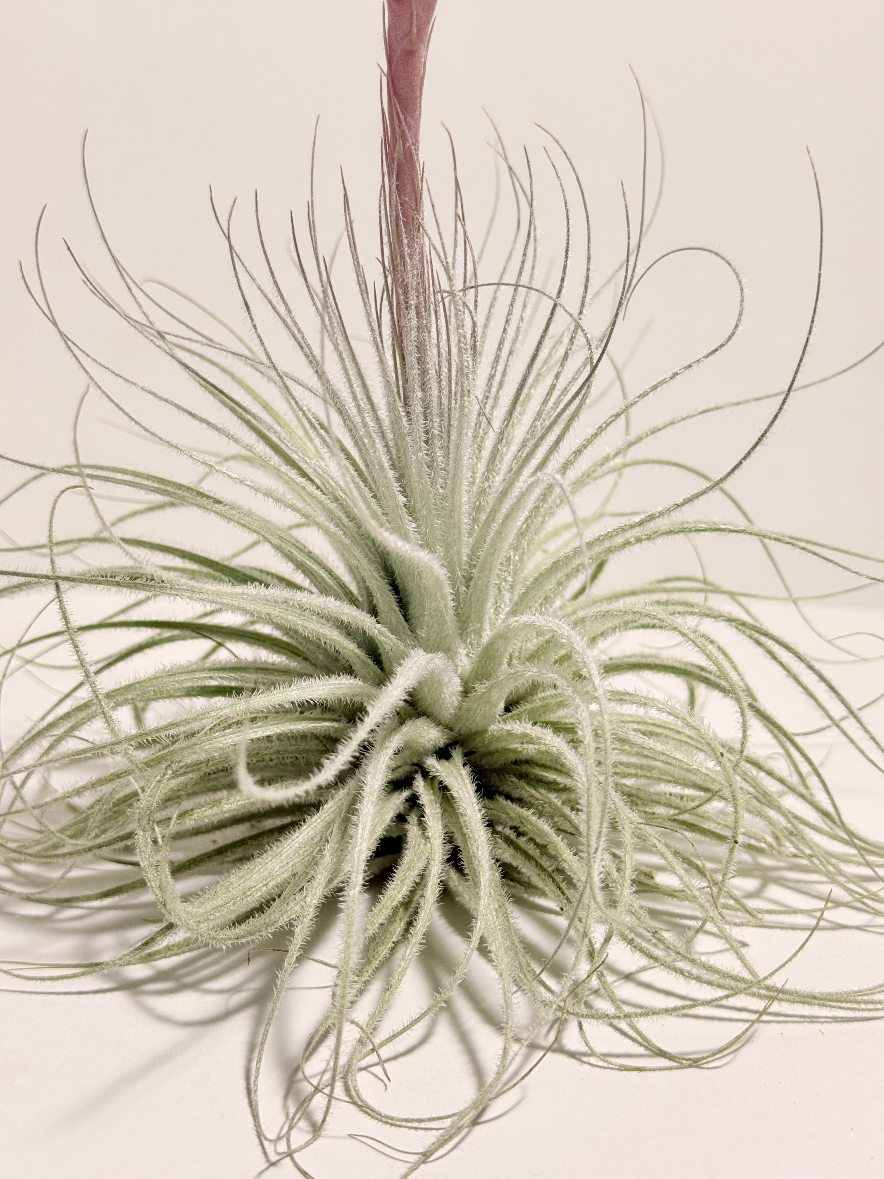 Tillandsia  Tectorum