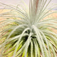Till. Tectorum