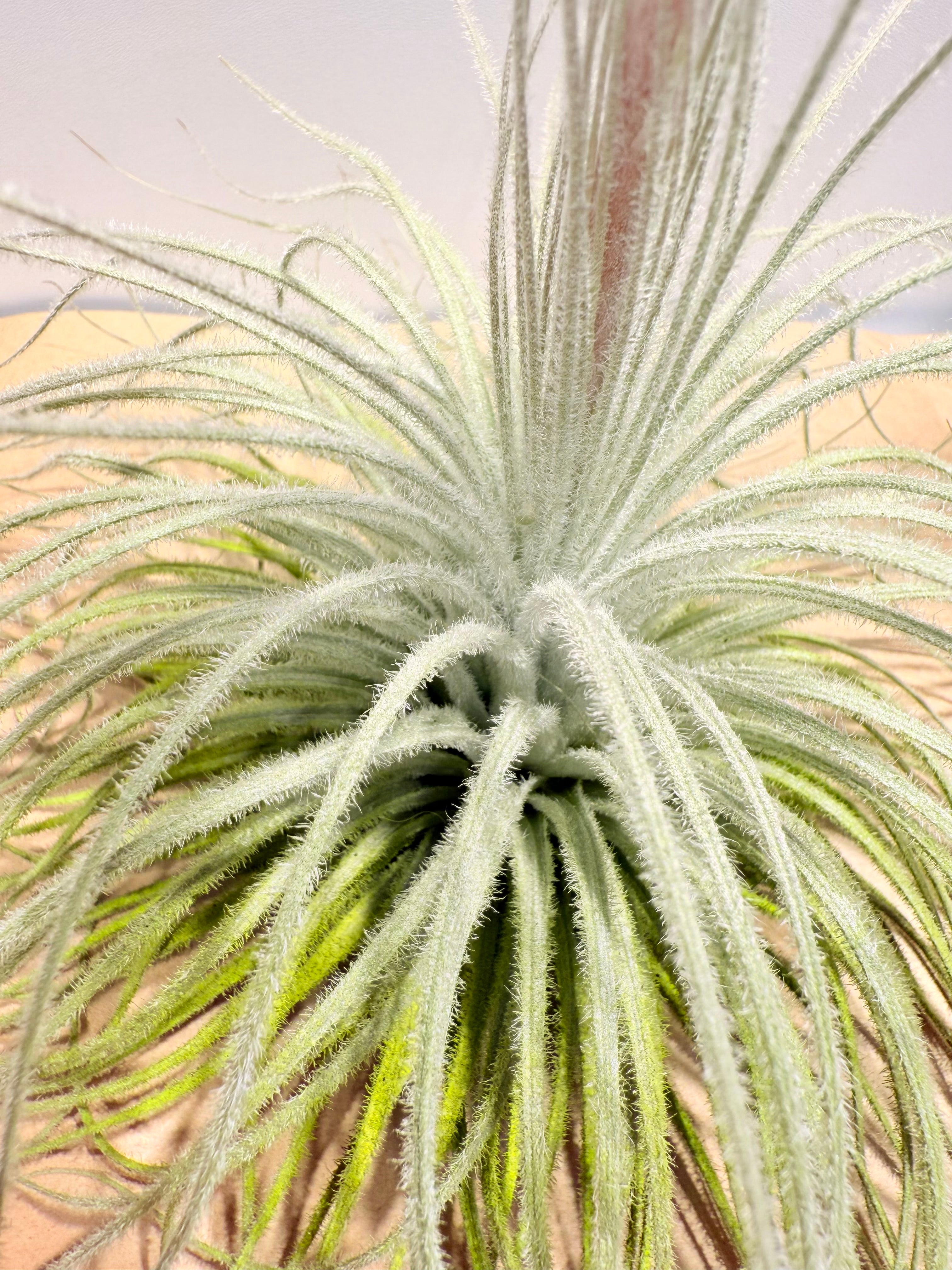 Till. Tectorum
