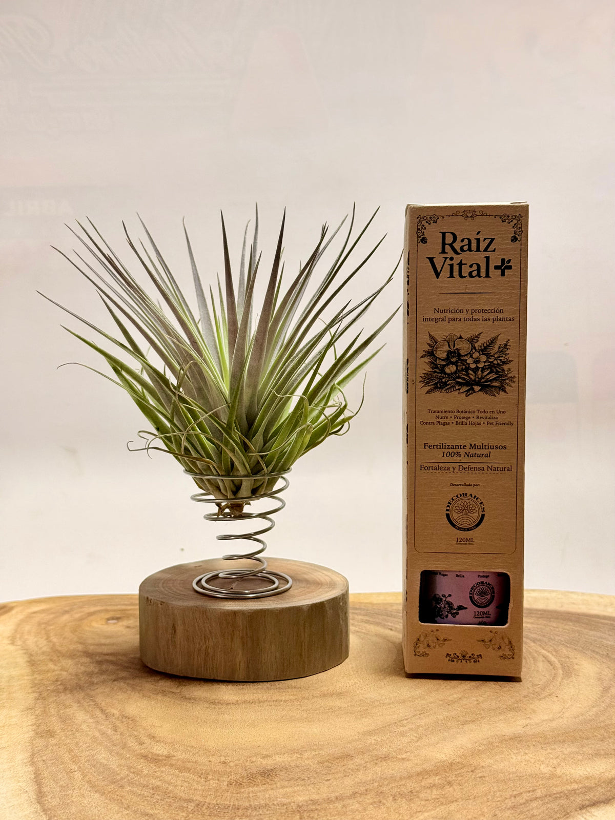 Kit Till. Plagiotropica purple + madera + espiral + fertilizante