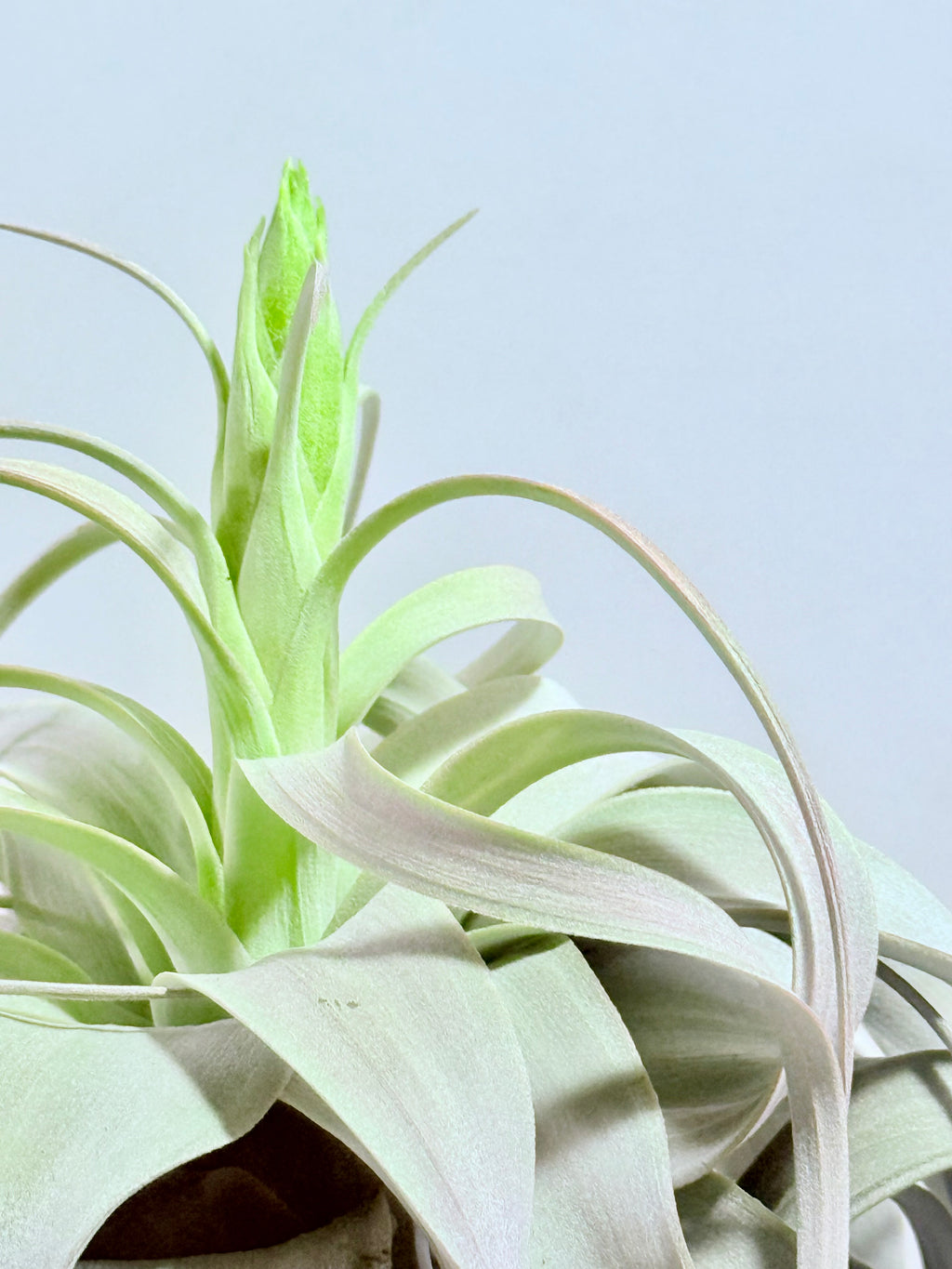 Till. Xerographica con botón XL + base teca