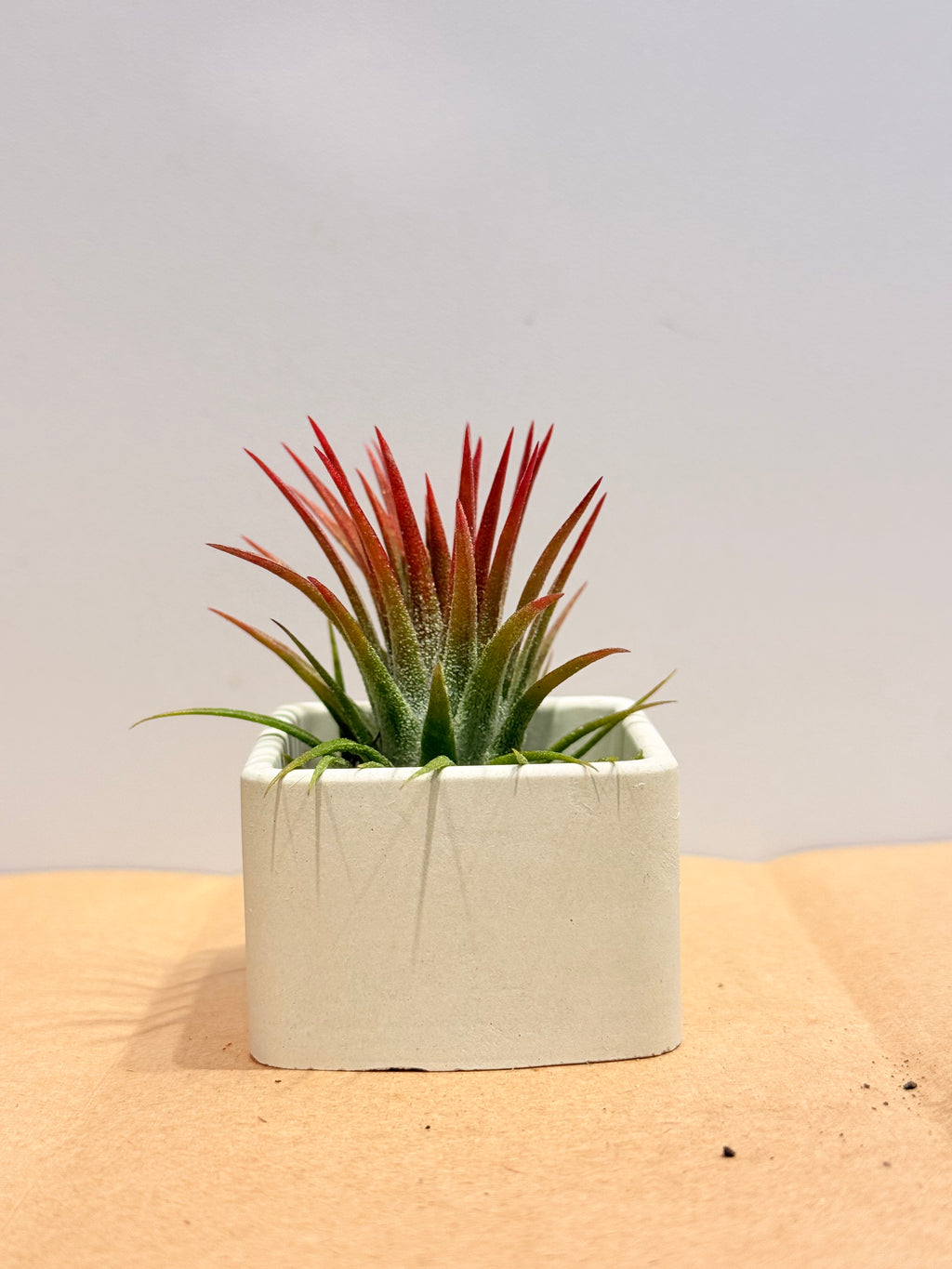 Till. Ionantha red + matera