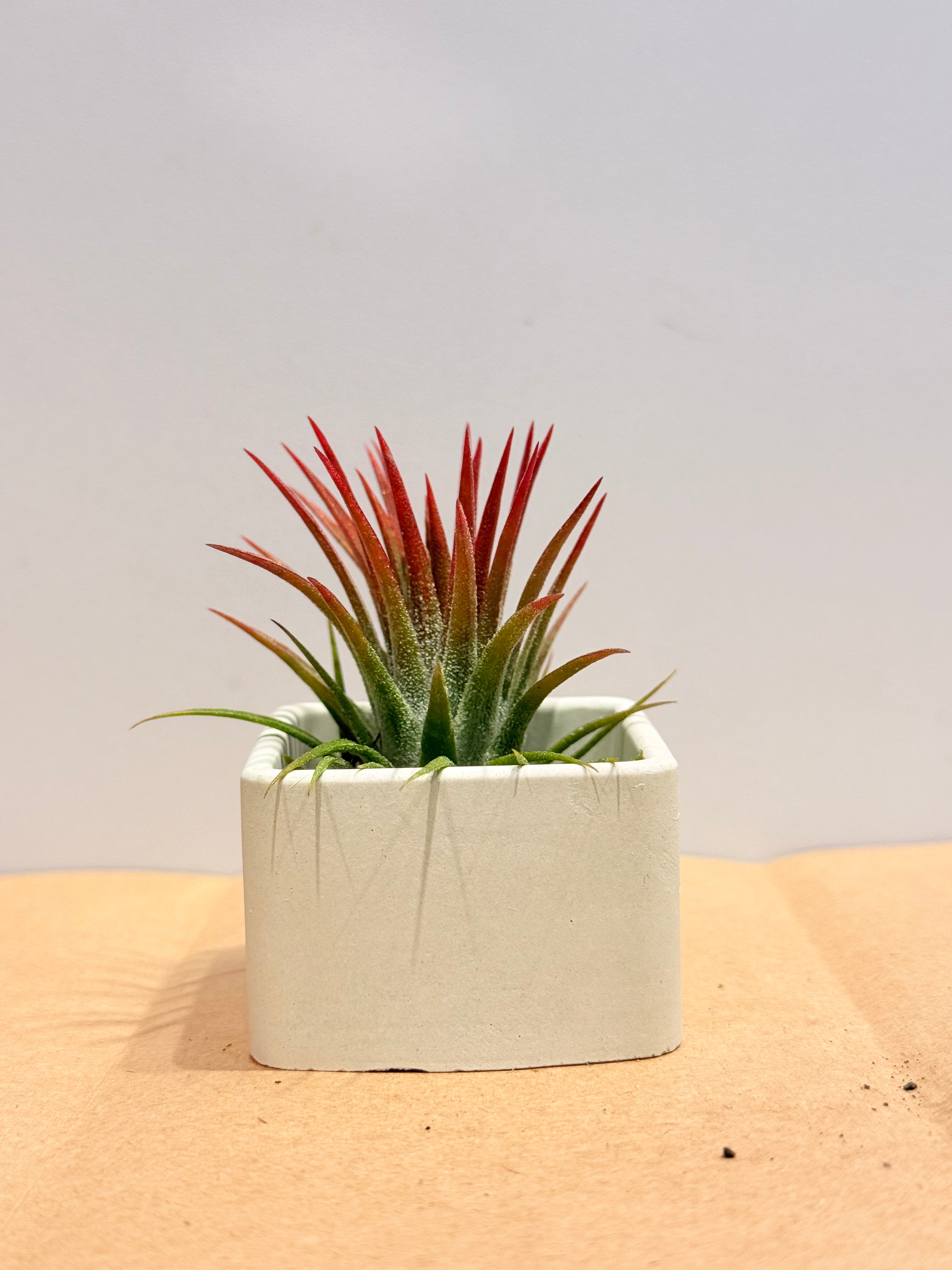 Till. Ionantha red + matera