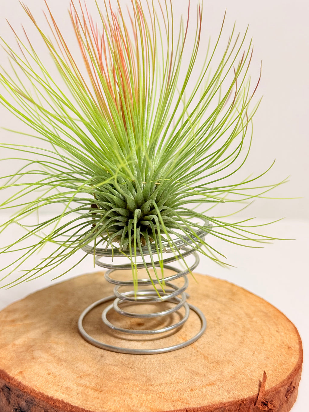 Tillandsia  Andreana M + matera