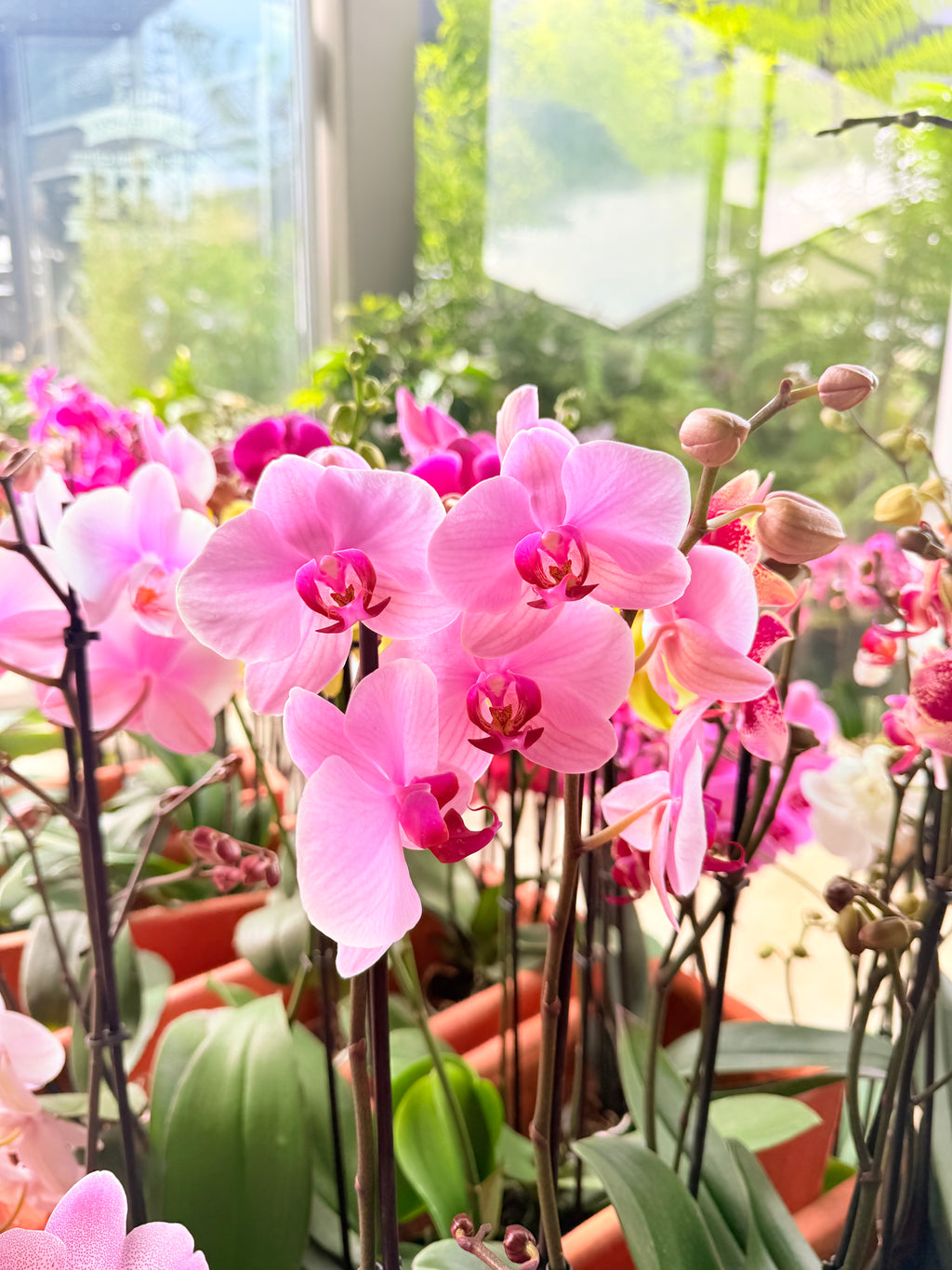 Kokedama Orquídea Premium Rosa 2V