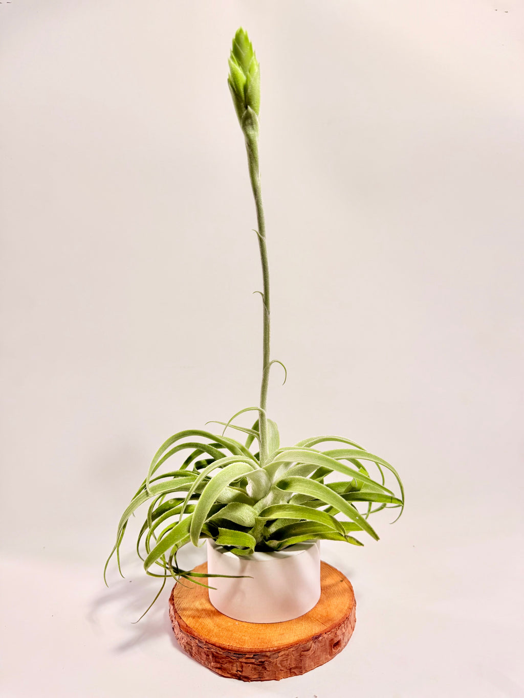 Tillandsia Cacticola regular form botón