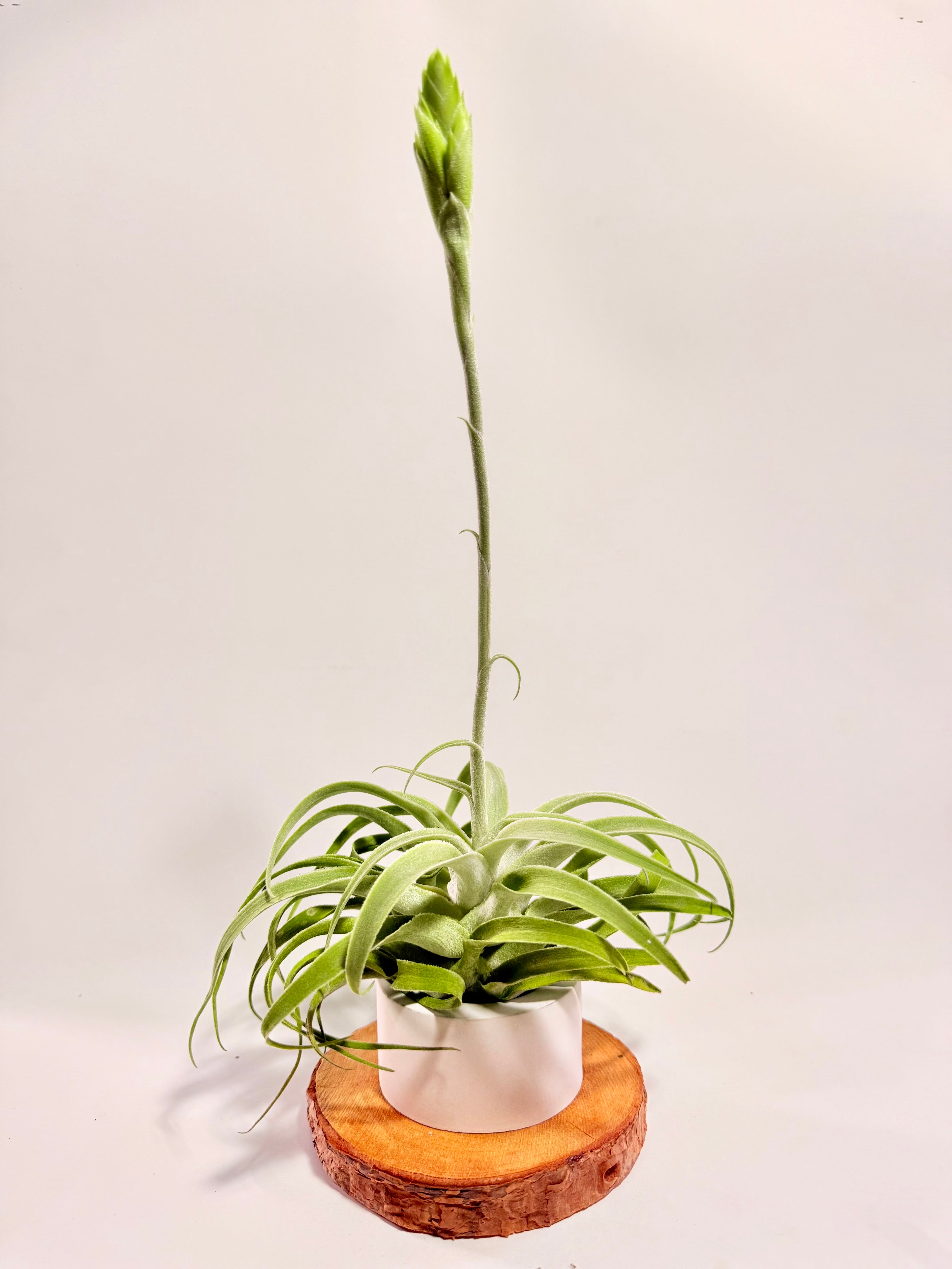 Tillandsia Cacticola regular form botón