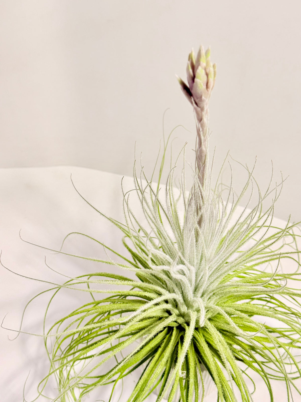 Kit Tillandsia tectorum S + fertilizante