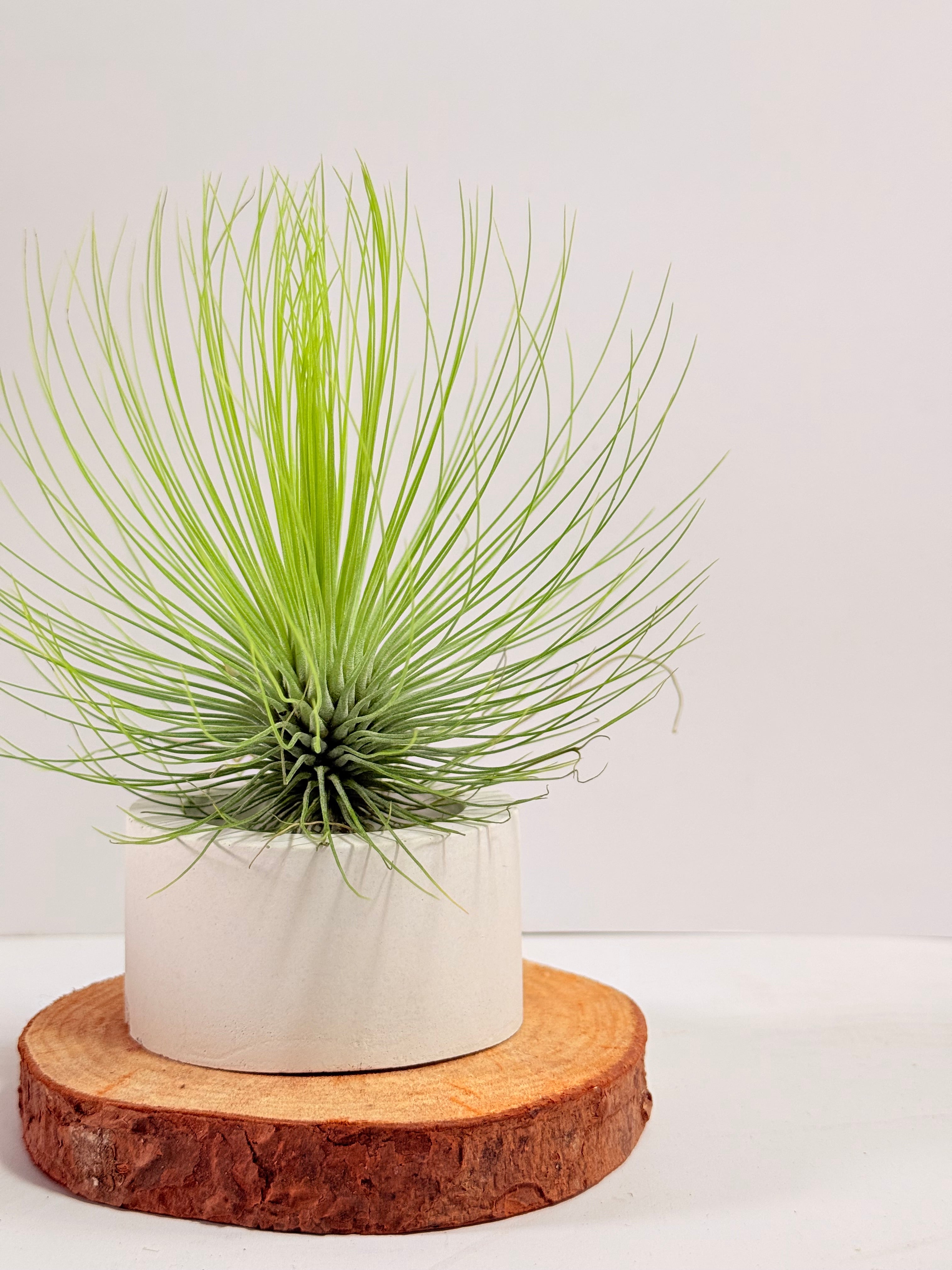 Tillandsia  Andreana M + matera