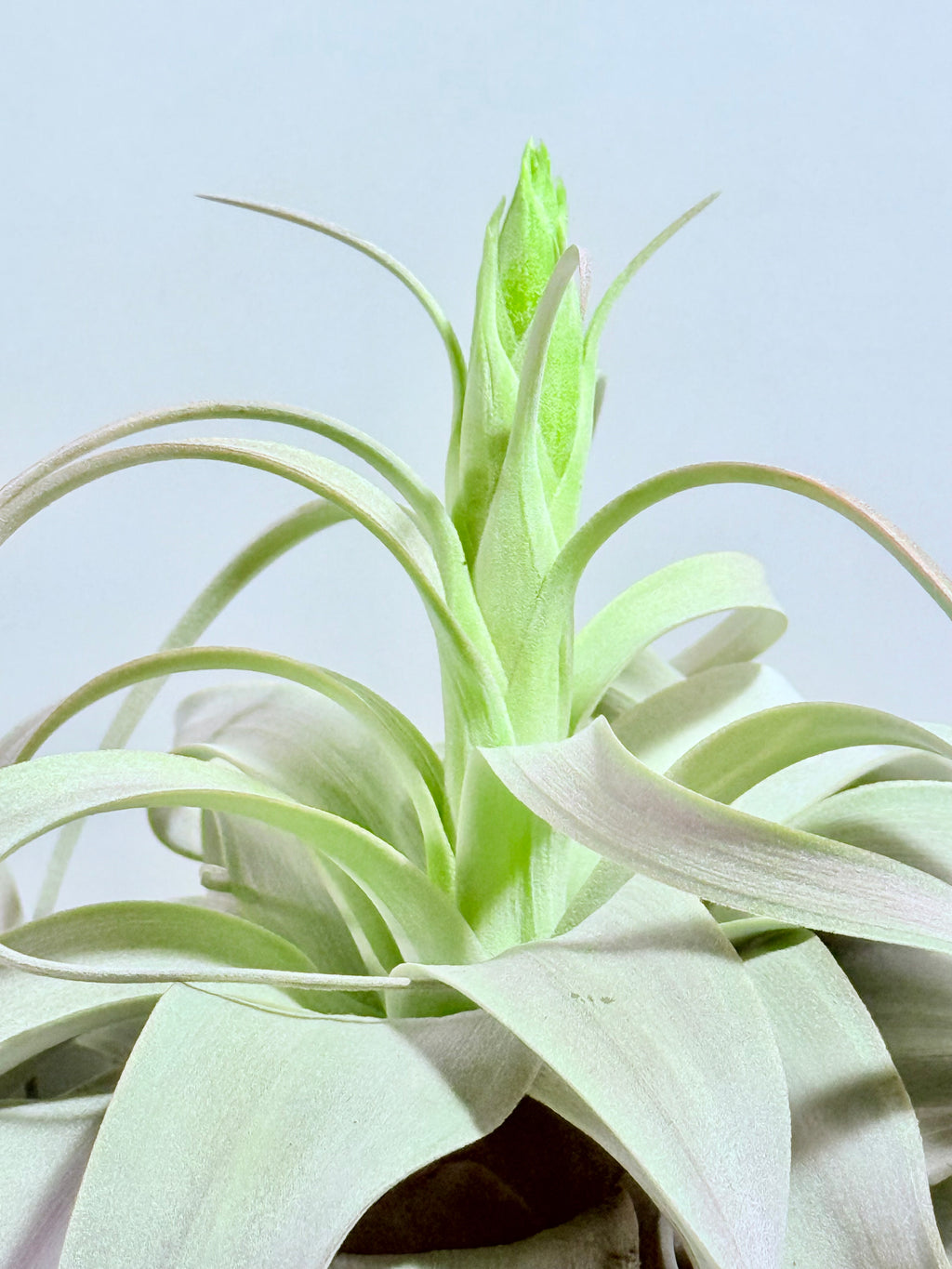 Till. Xerographica con botón XL + base teca