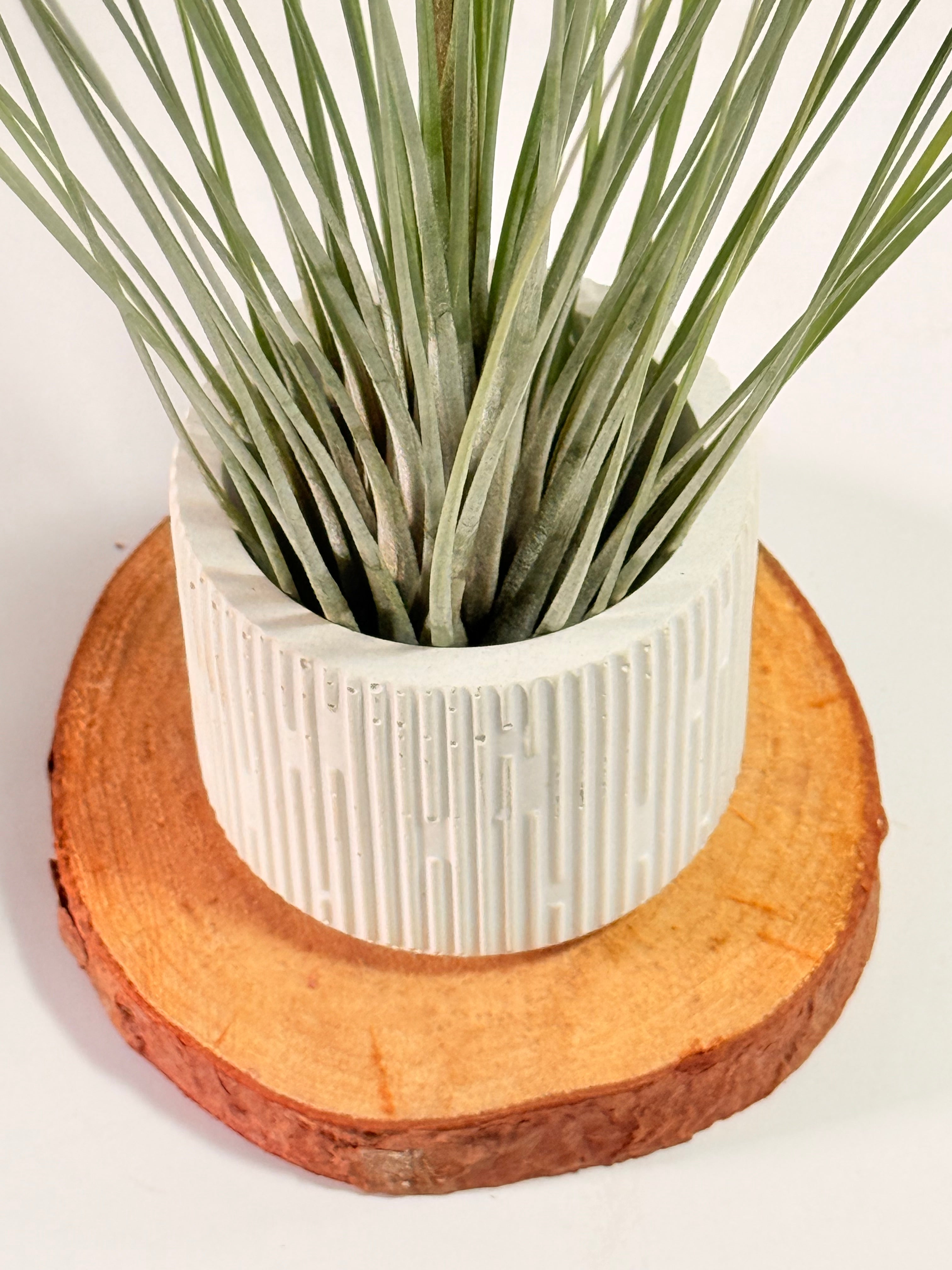 Tillandsia  Juncea + matera