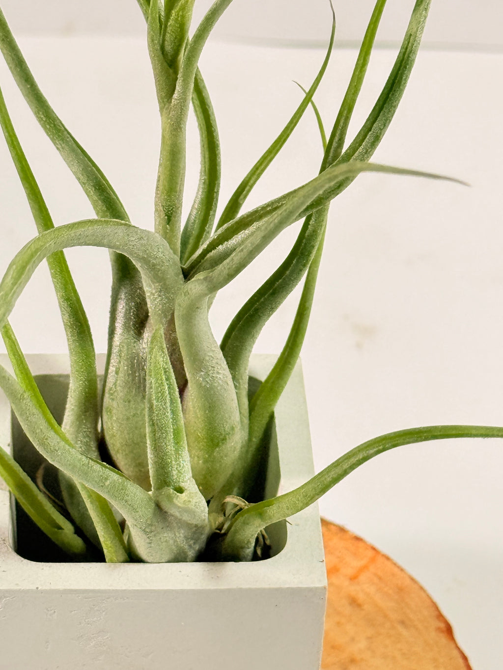 Tillandsia Caput medusae