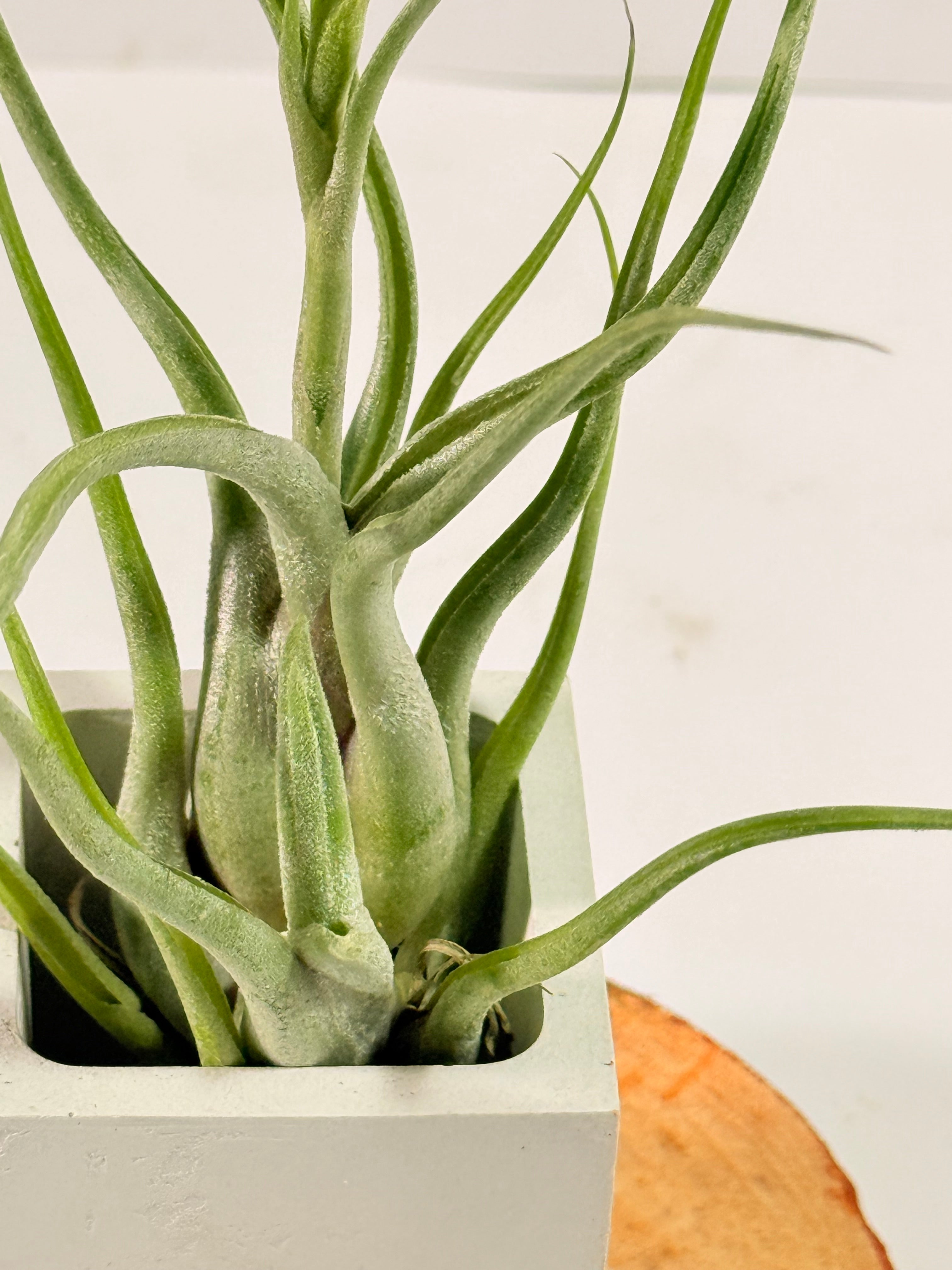Tillandsia Caput medusae