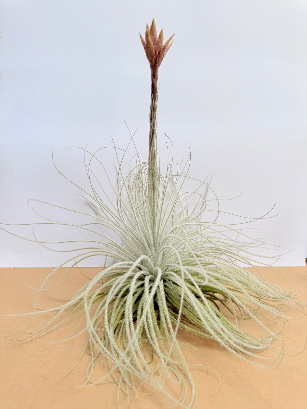 Tillandsia  Tectorum