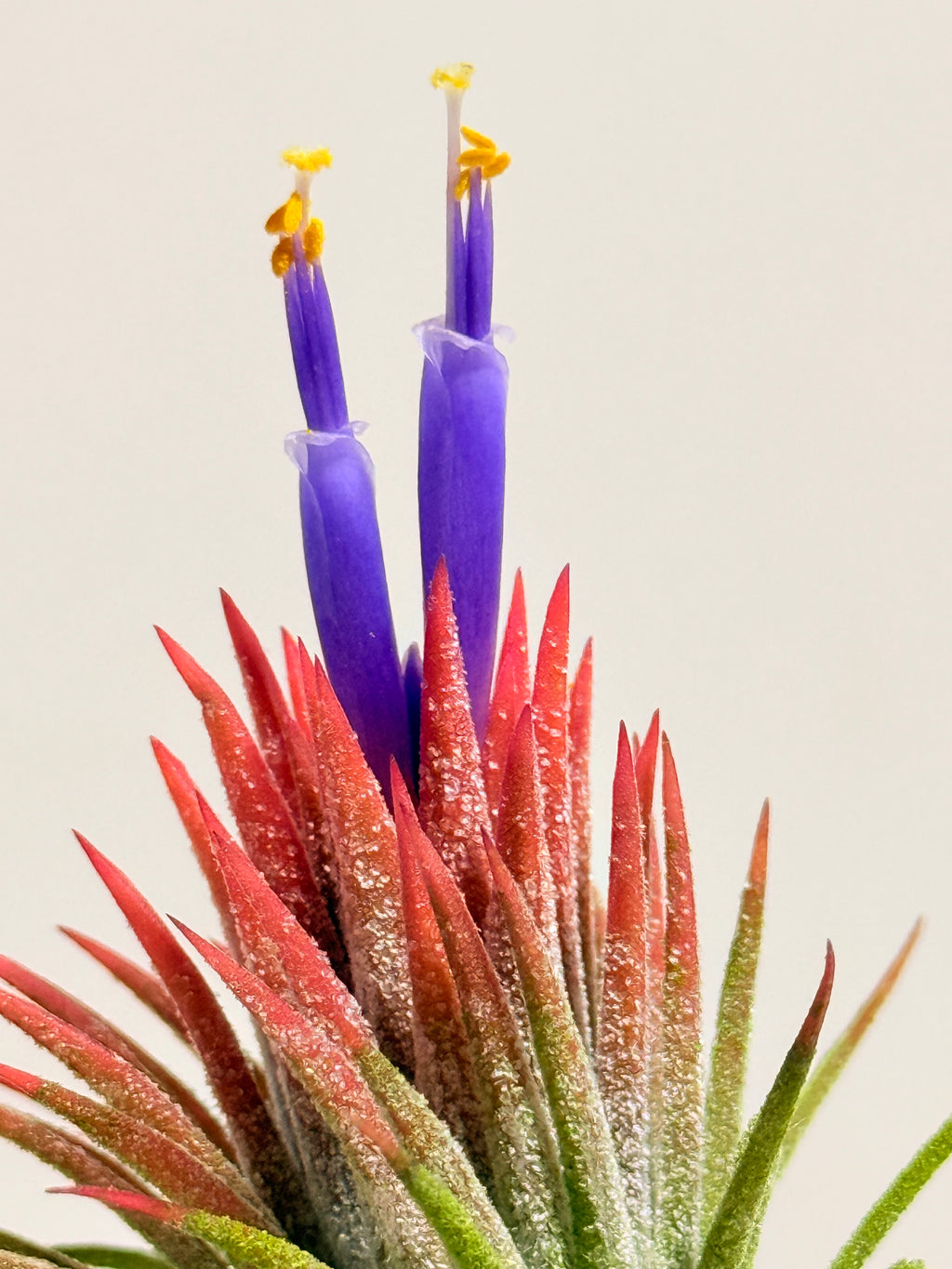 Till. Ionantha red + matera