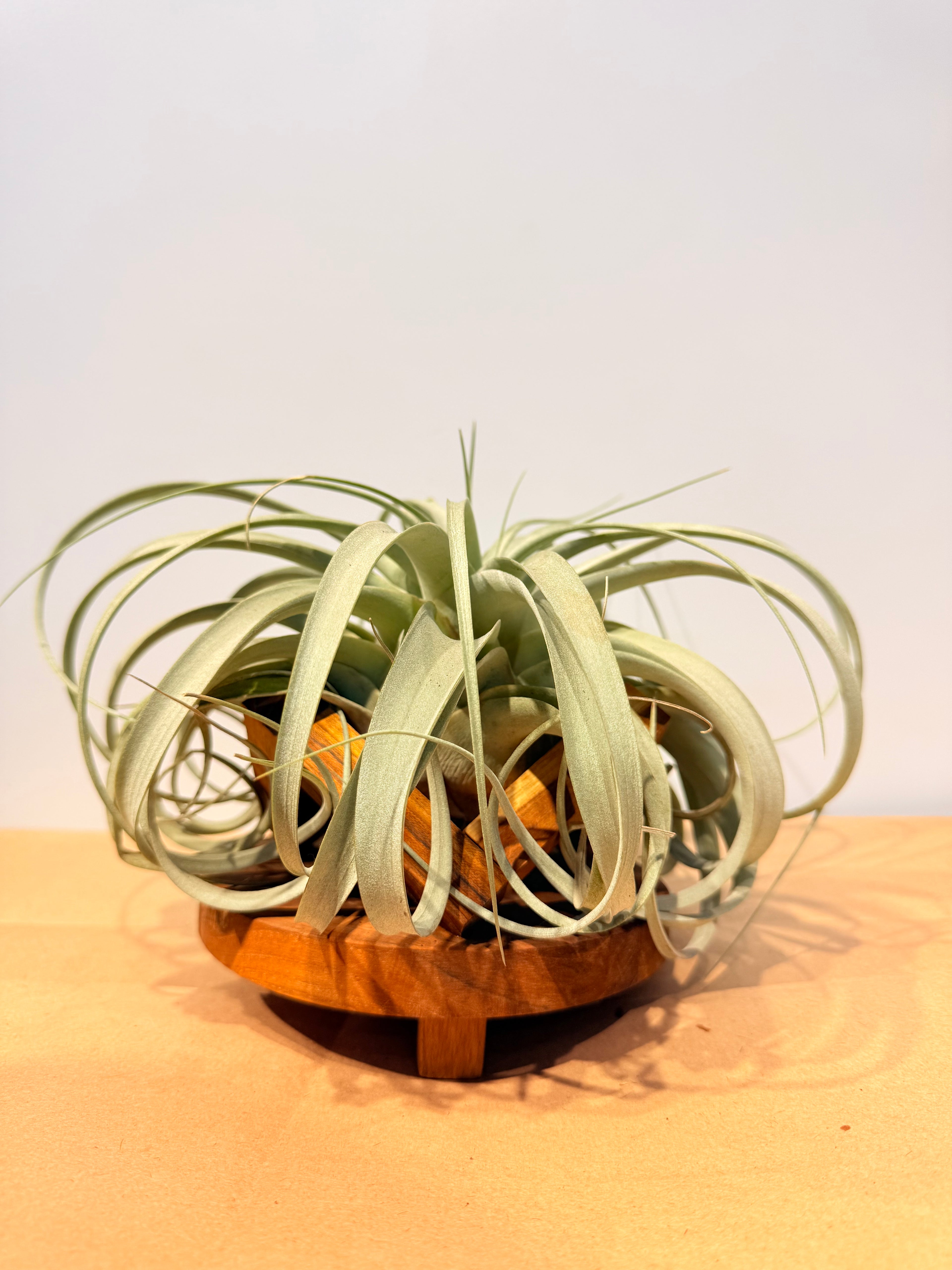 Till. Xerografica + base teca