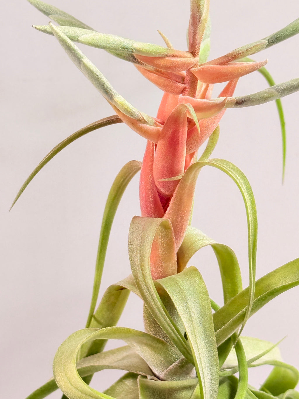 Tillandsia streptophylla + base teca