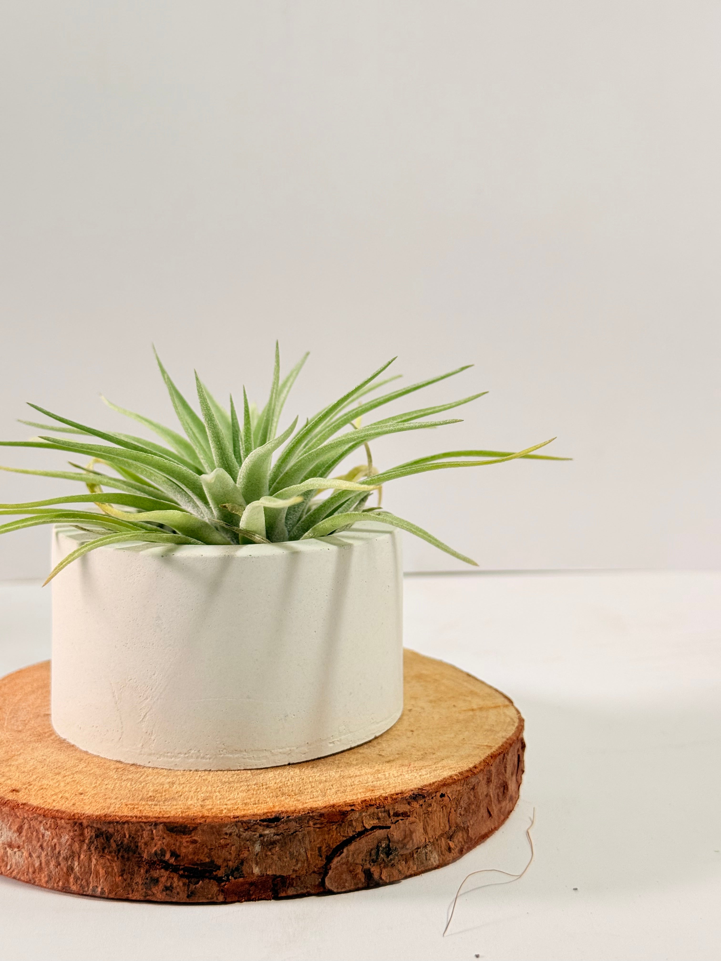 Tillandsia Plagiotropica