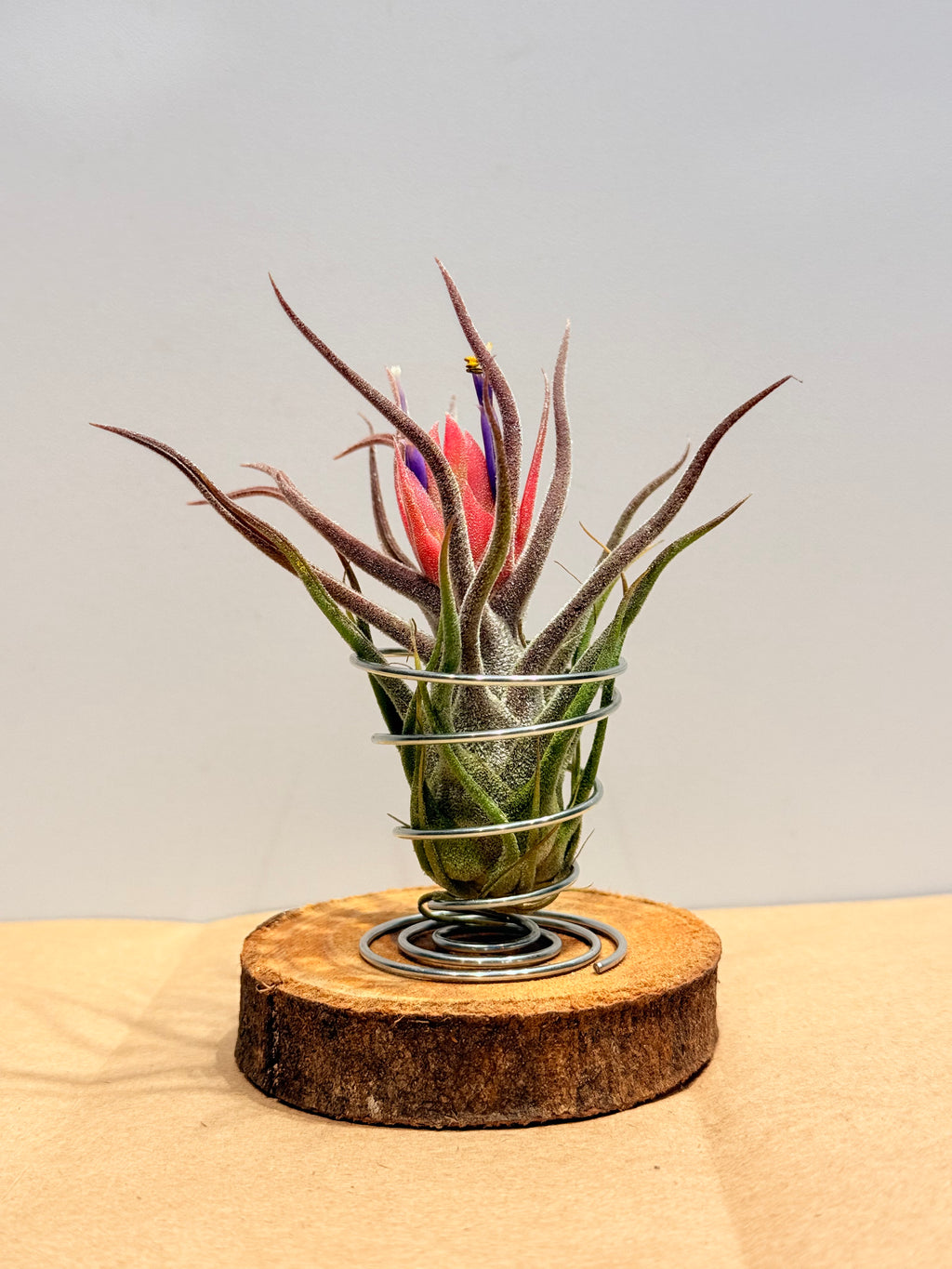 Till. Colección 3.3 + maderas + especiales