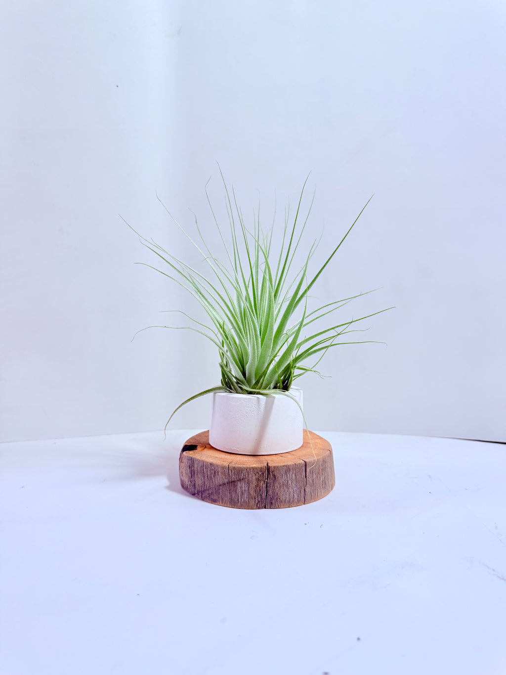 Tillandsia gardneri