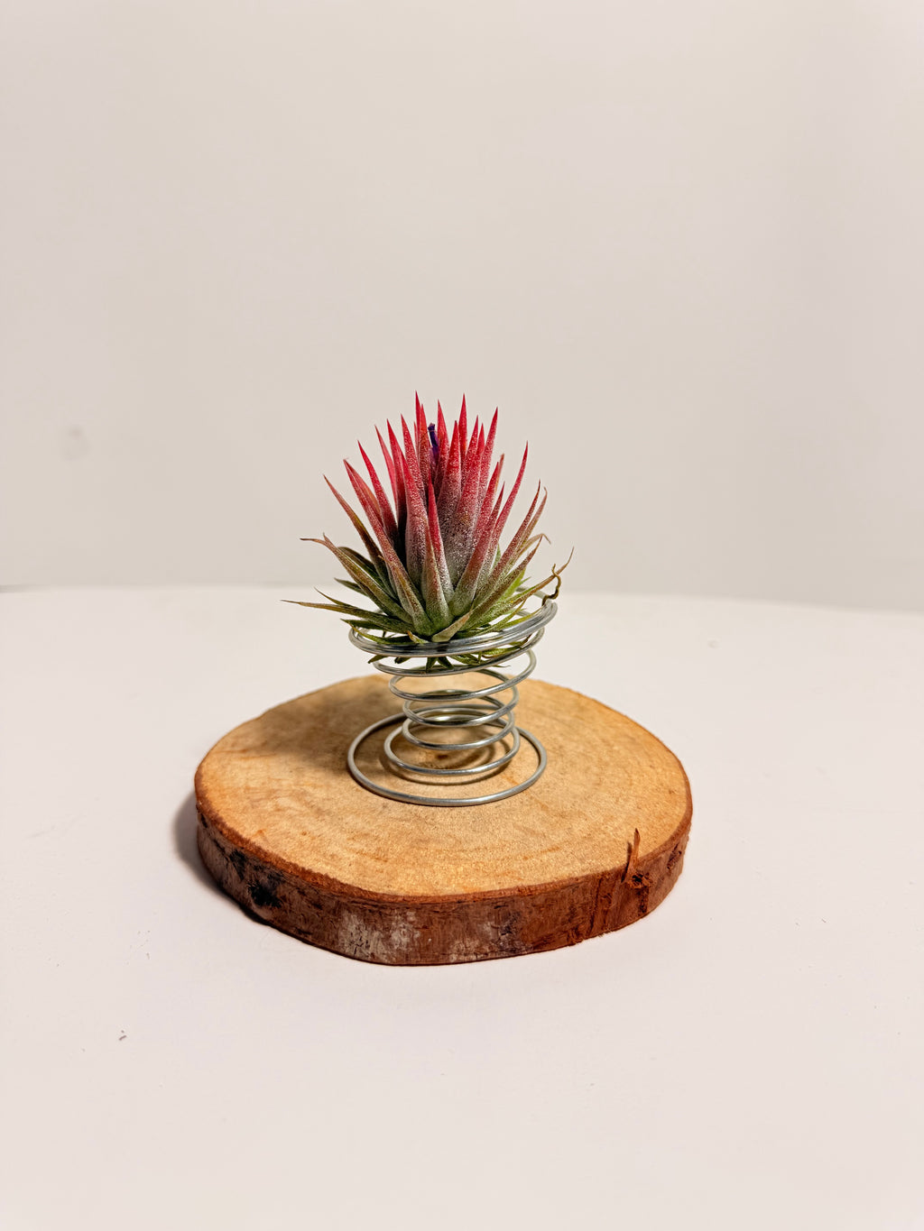 Till. Ionantha red + matera