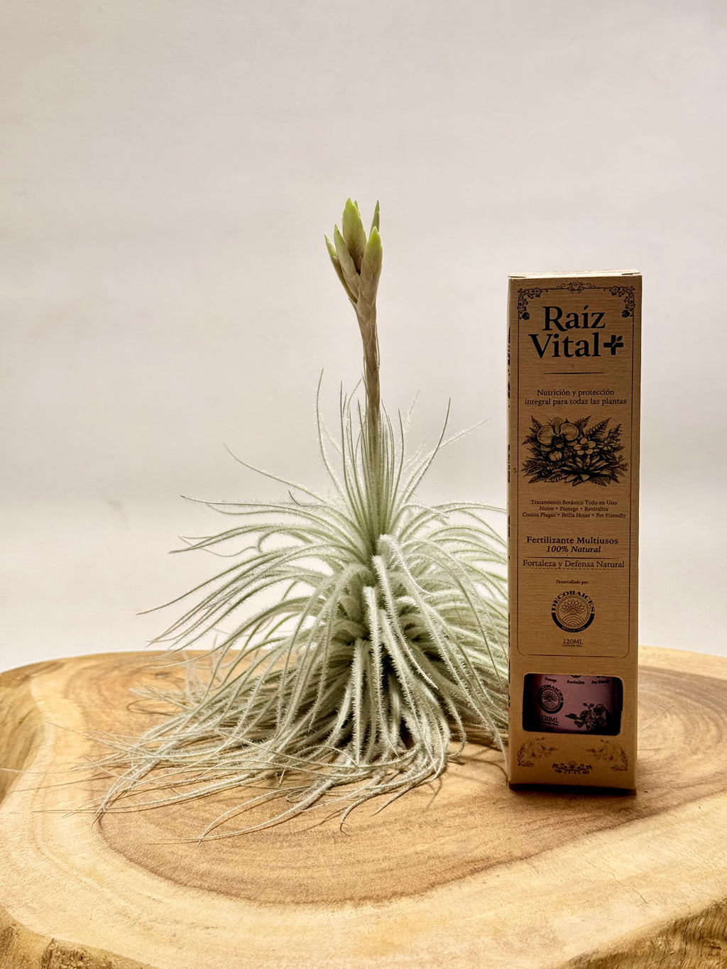 Kit Tillandsia tectorum S + fertilizante