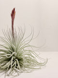 Tillandsia  Tectorum