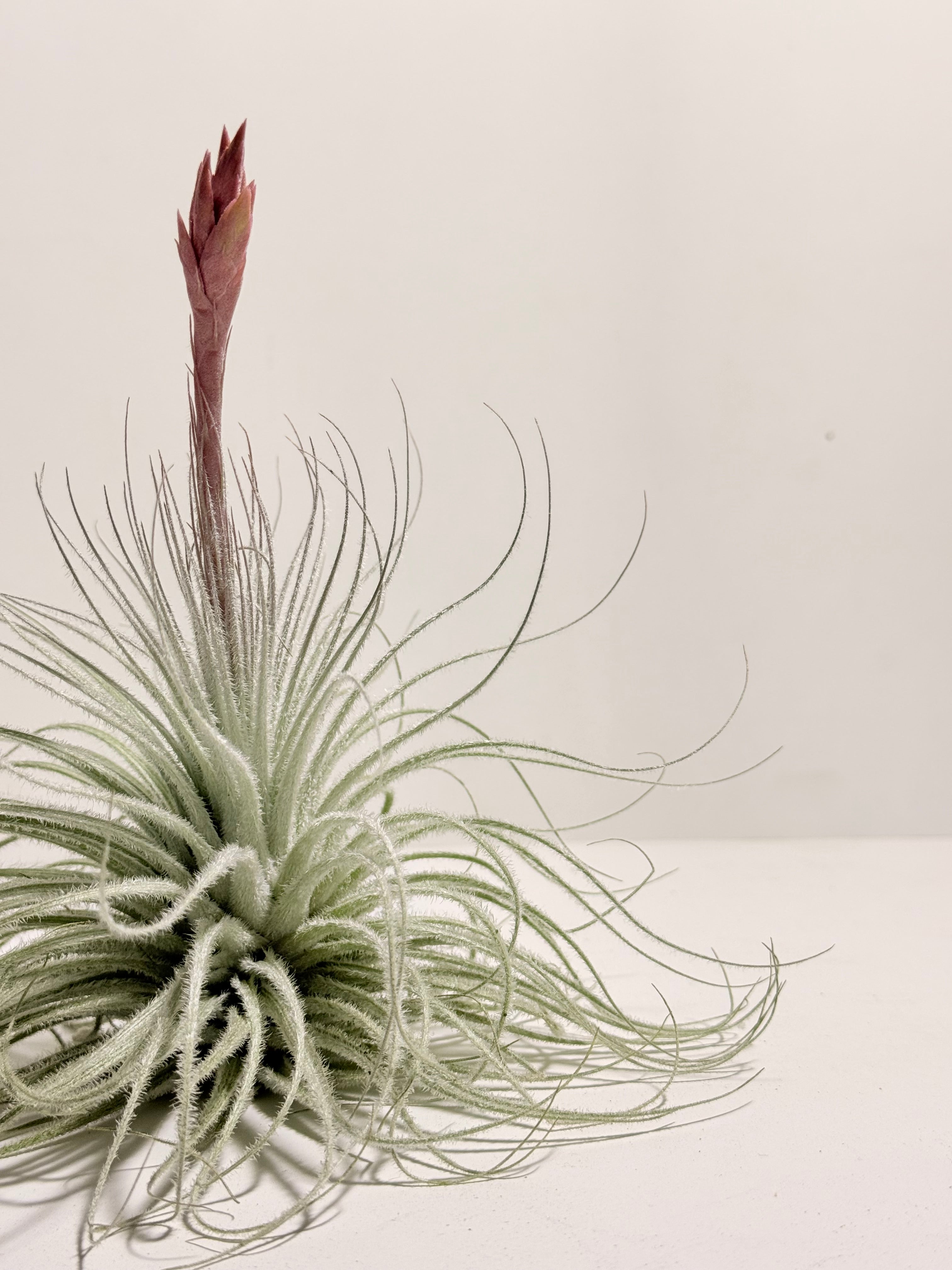 Tillandsia  Tectorum