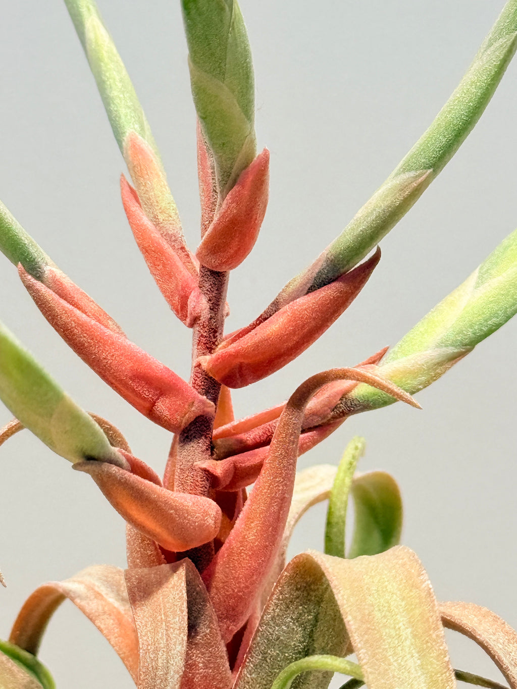 Tillandsia streptophylla + base teca