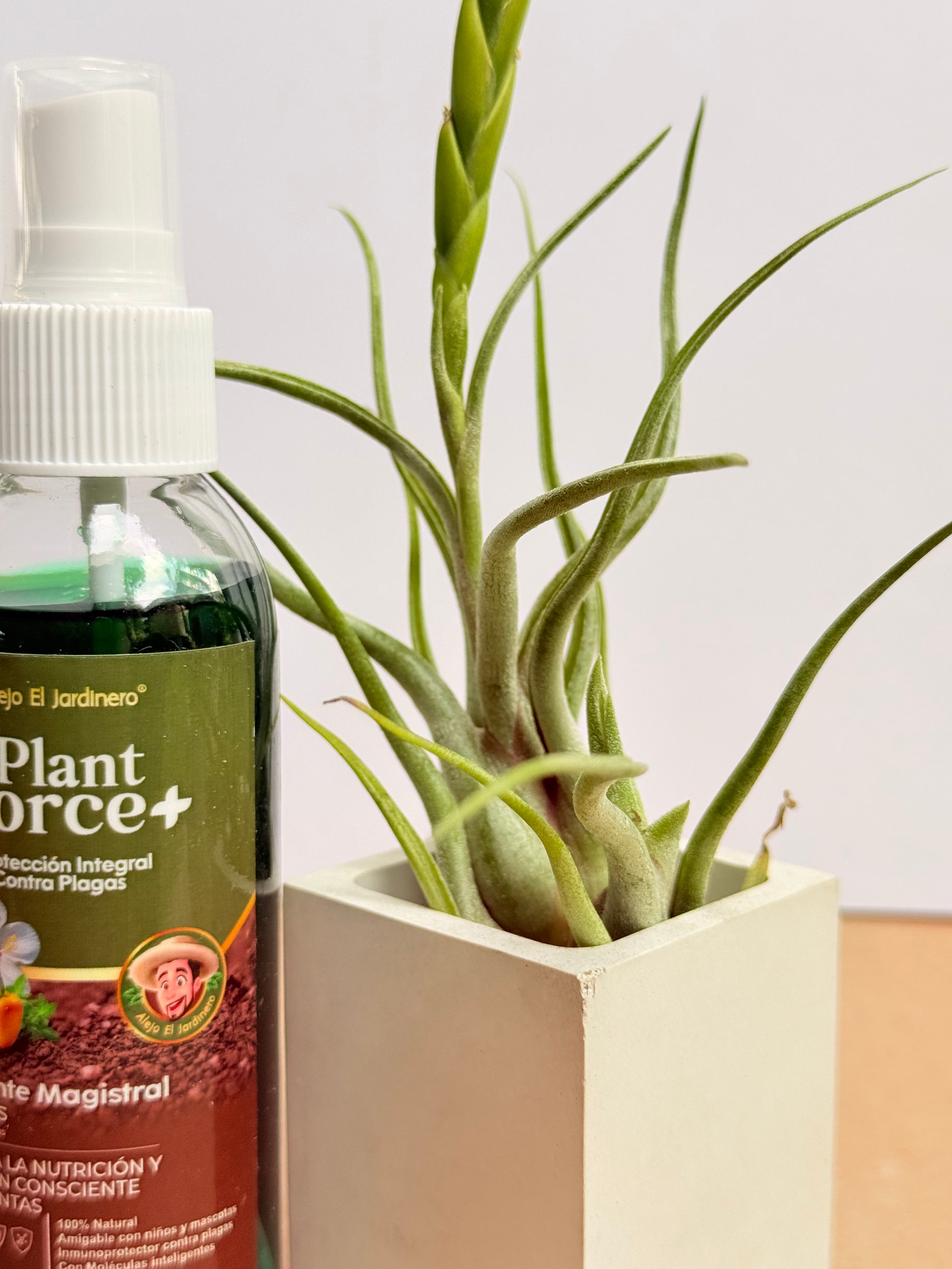 Kit Till. Caput medusae x2+ plant force + matera